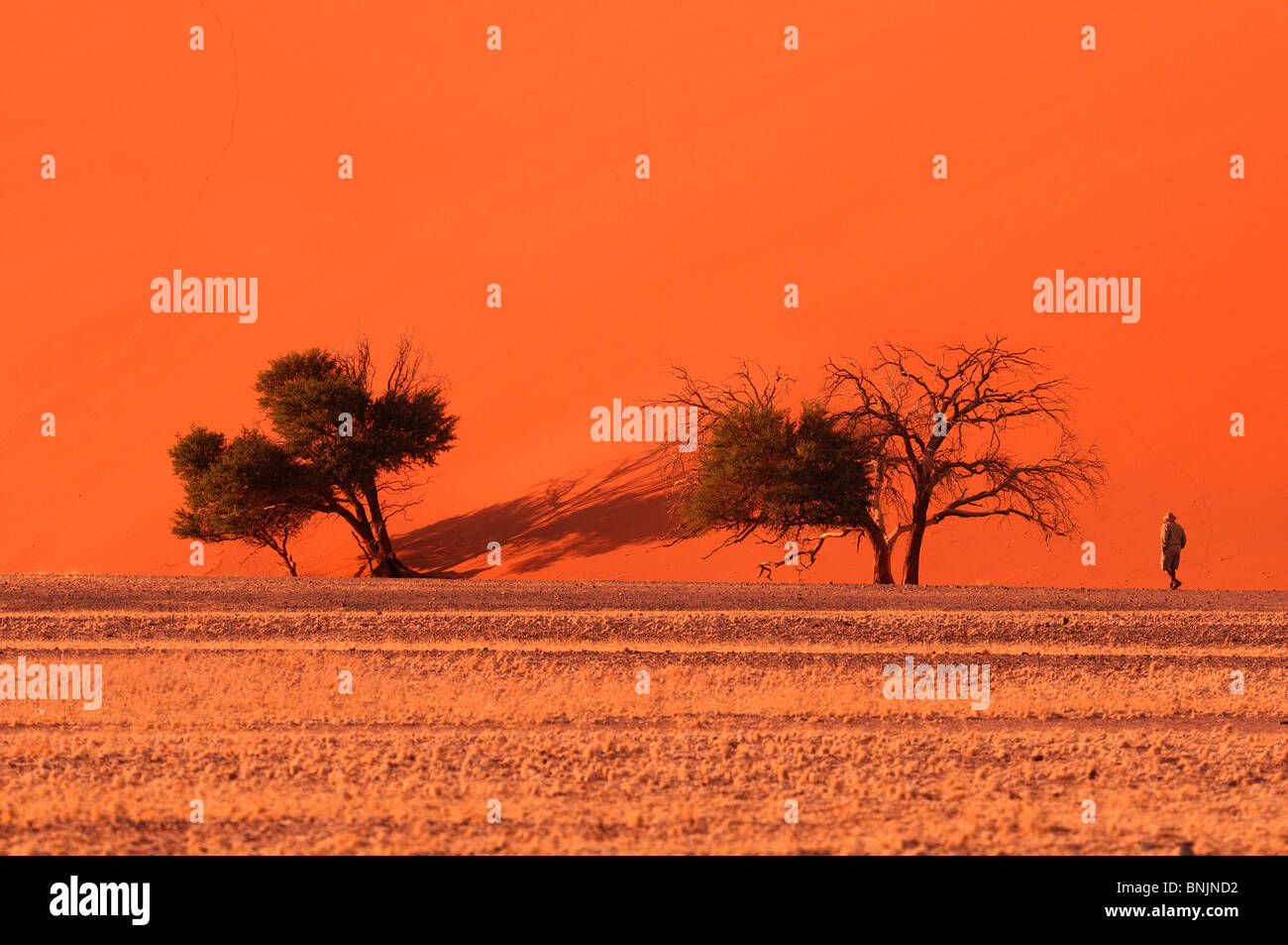Dune 45 Sunrise Sand Dunes Sossusvlei area Namib Naukluft National Park ...