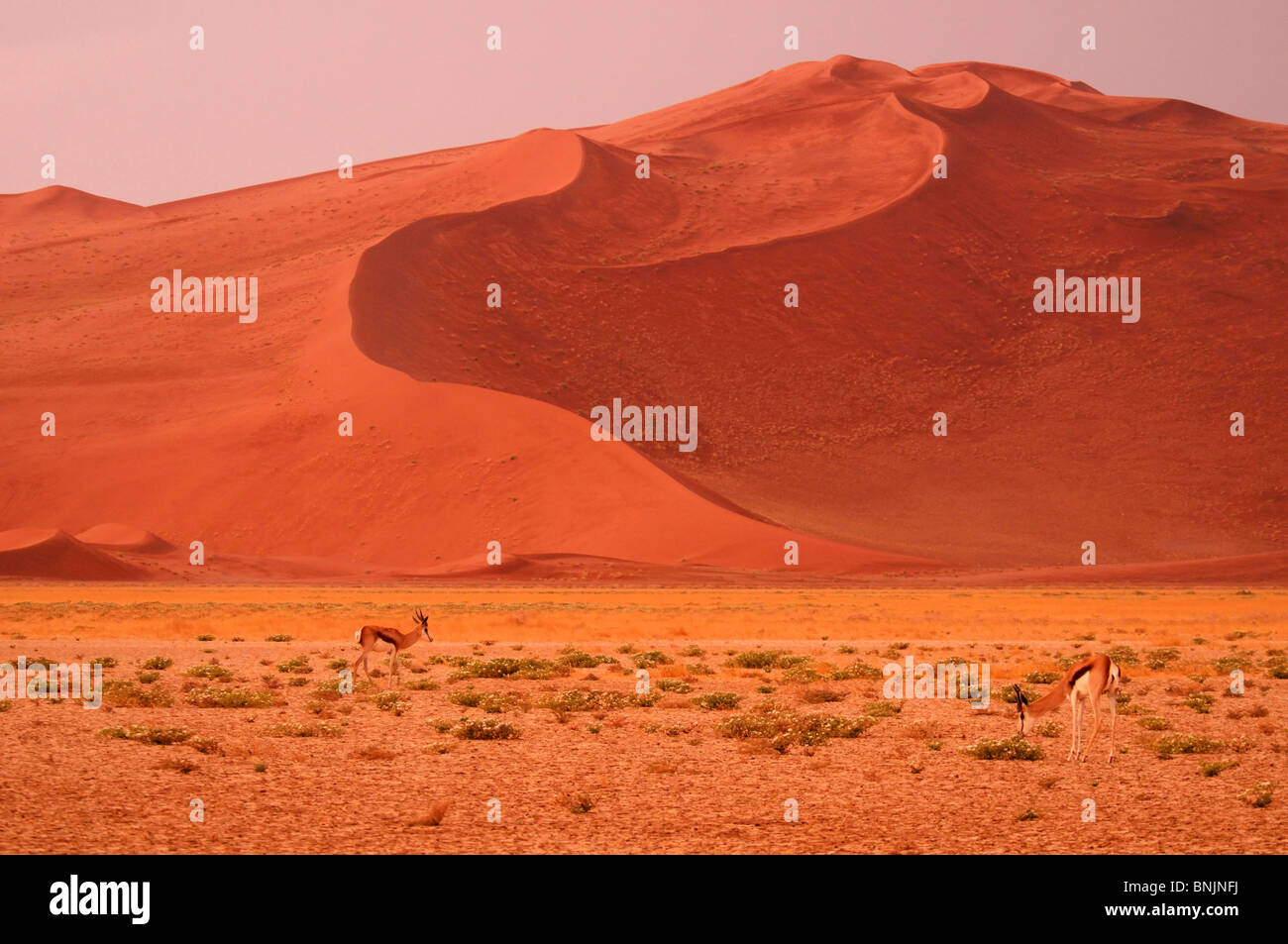Springbok Antidorcas marsupialis Sand Dunes Sossusvlei area Namib ...