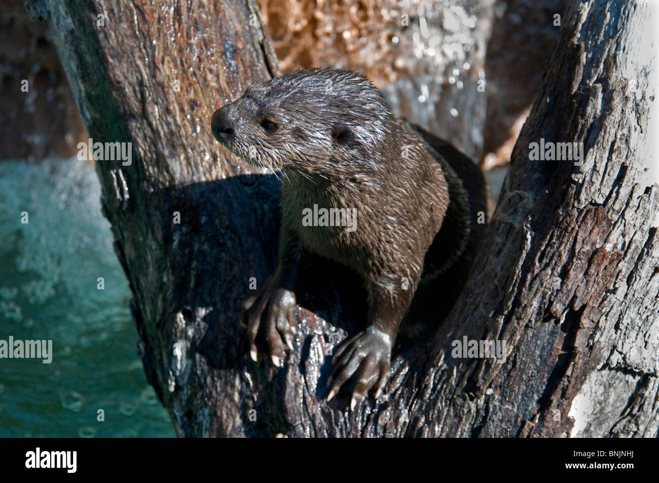 Spotted necked otter Lutra maculicollis 2009 animal water Stock Photo