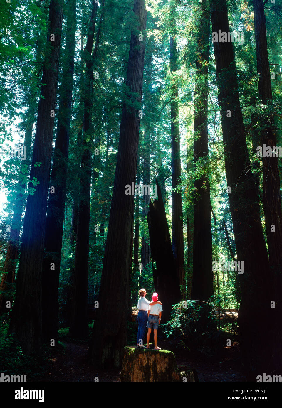 Mother and son standing under the tallest trees in the world, the Giant Sequoias in Northern California Stock Photo