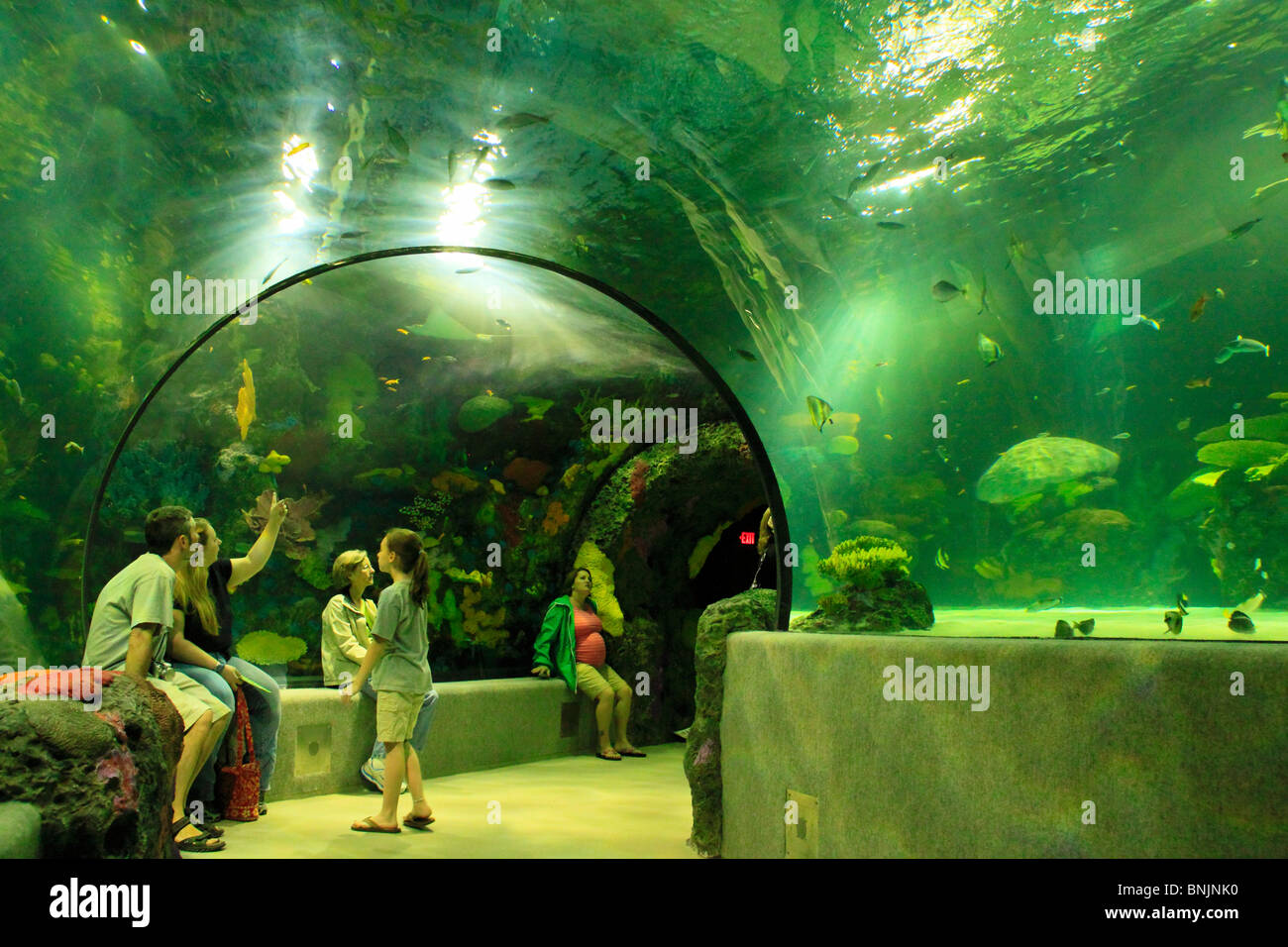 Visitors inside the tunnel in the Red Sea Aquarium at the Virginia ...