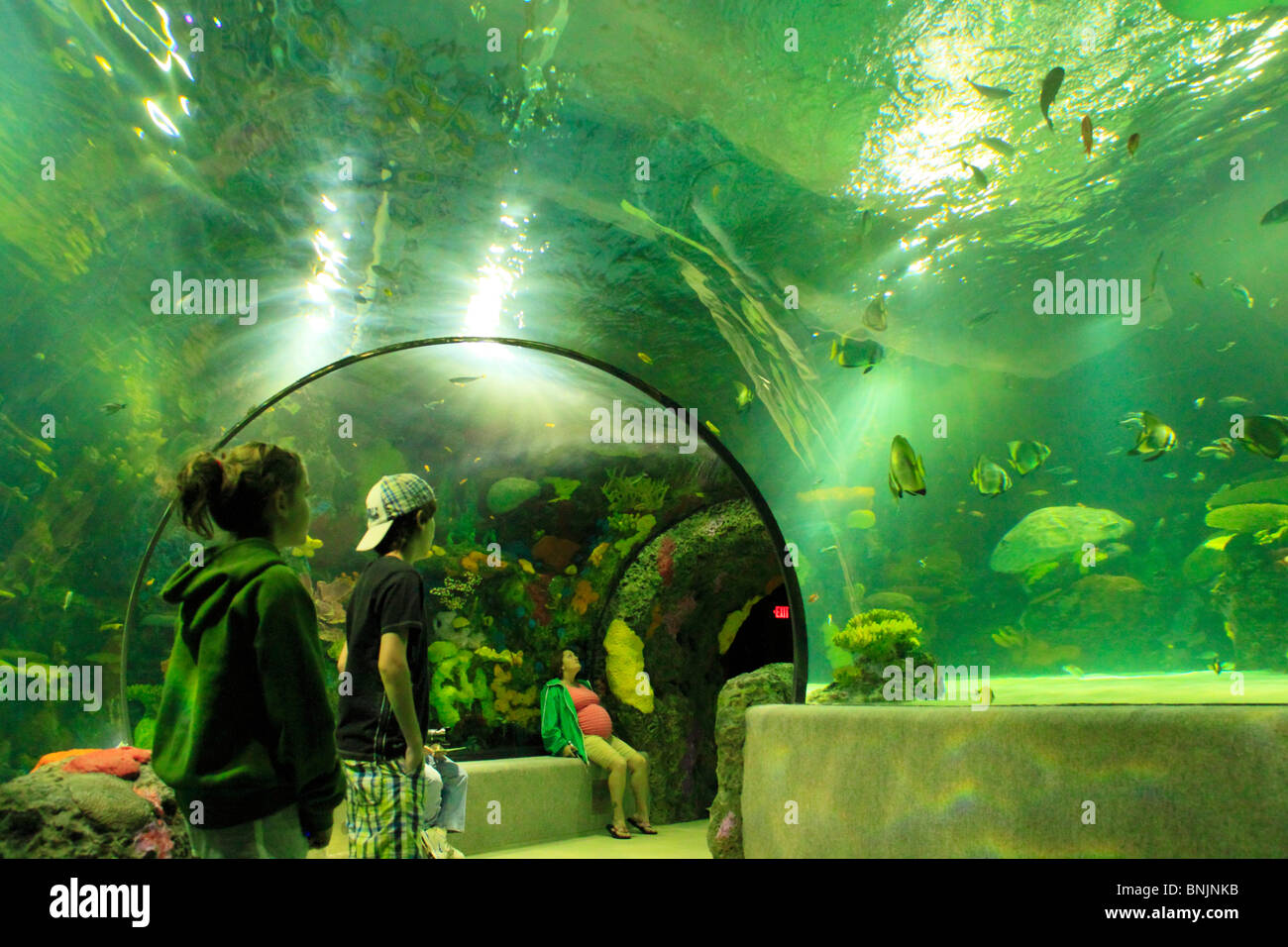 Visitors inside the tunnel in the Red Sea Aquarium at the Virginia