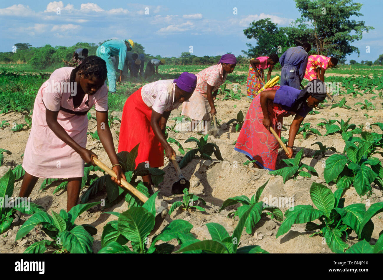 African men and women hoeing amid rows of tobacco plants on plantation in Zimbabwe Stock Photo