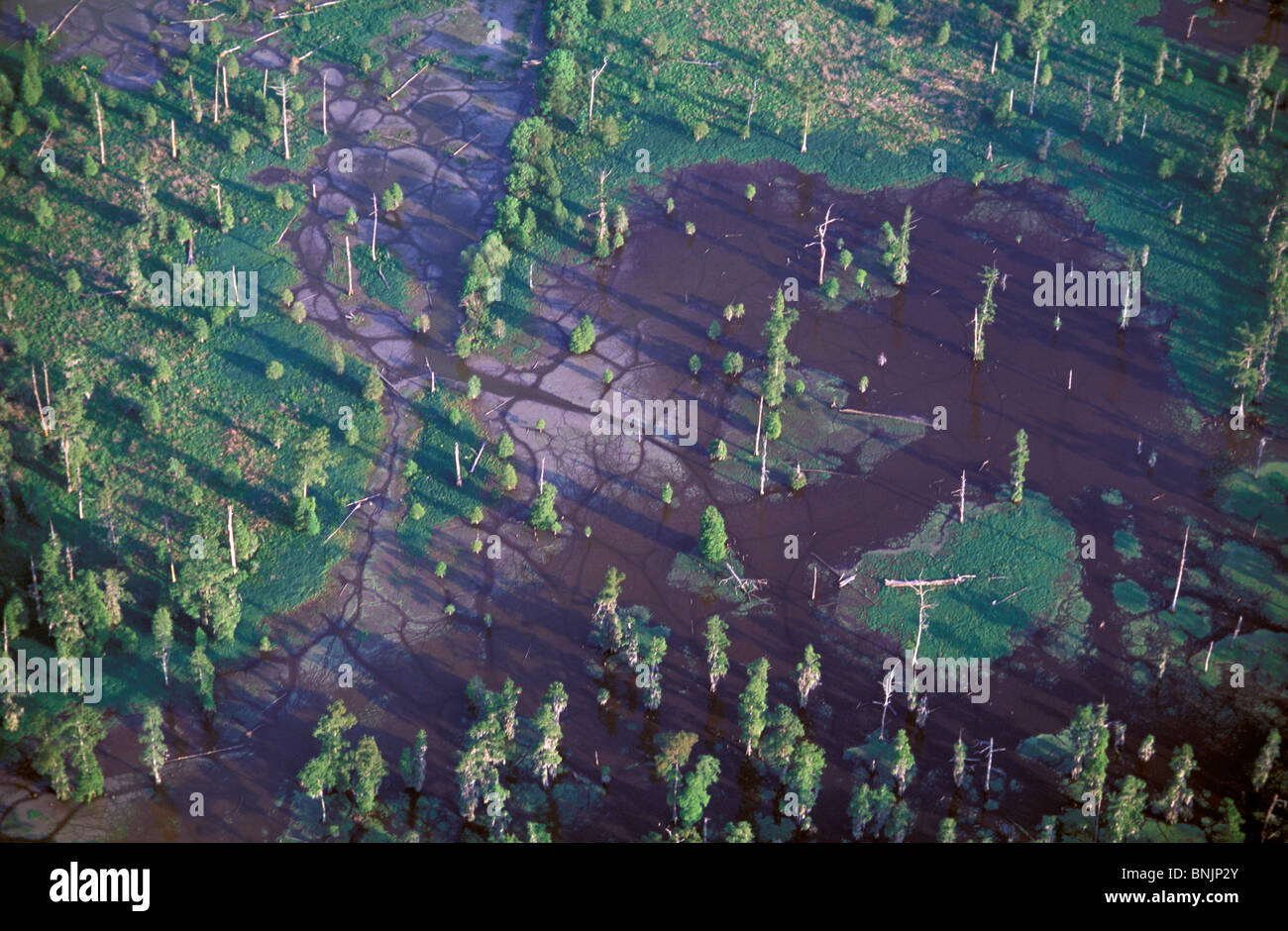 Wetlands along Mississippi River near New Orleans Louisiana USA North