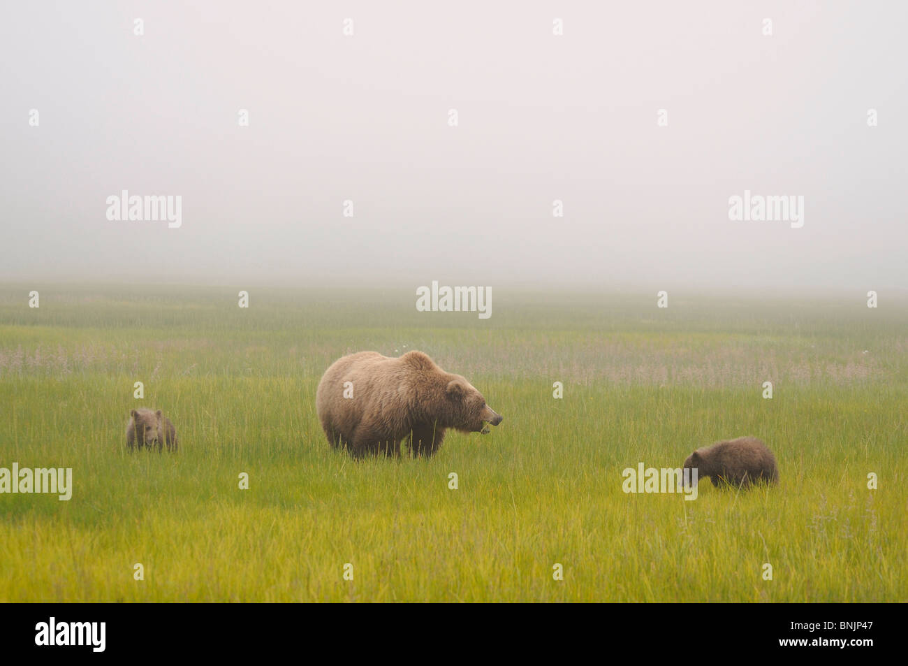 Stock photo of an Alaskan coastal brown bear sow and two cubs grazing ...