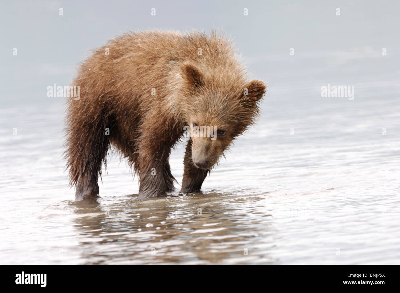 Stock photo of an Alaskan brown bear cub watching for clams at low tide ...