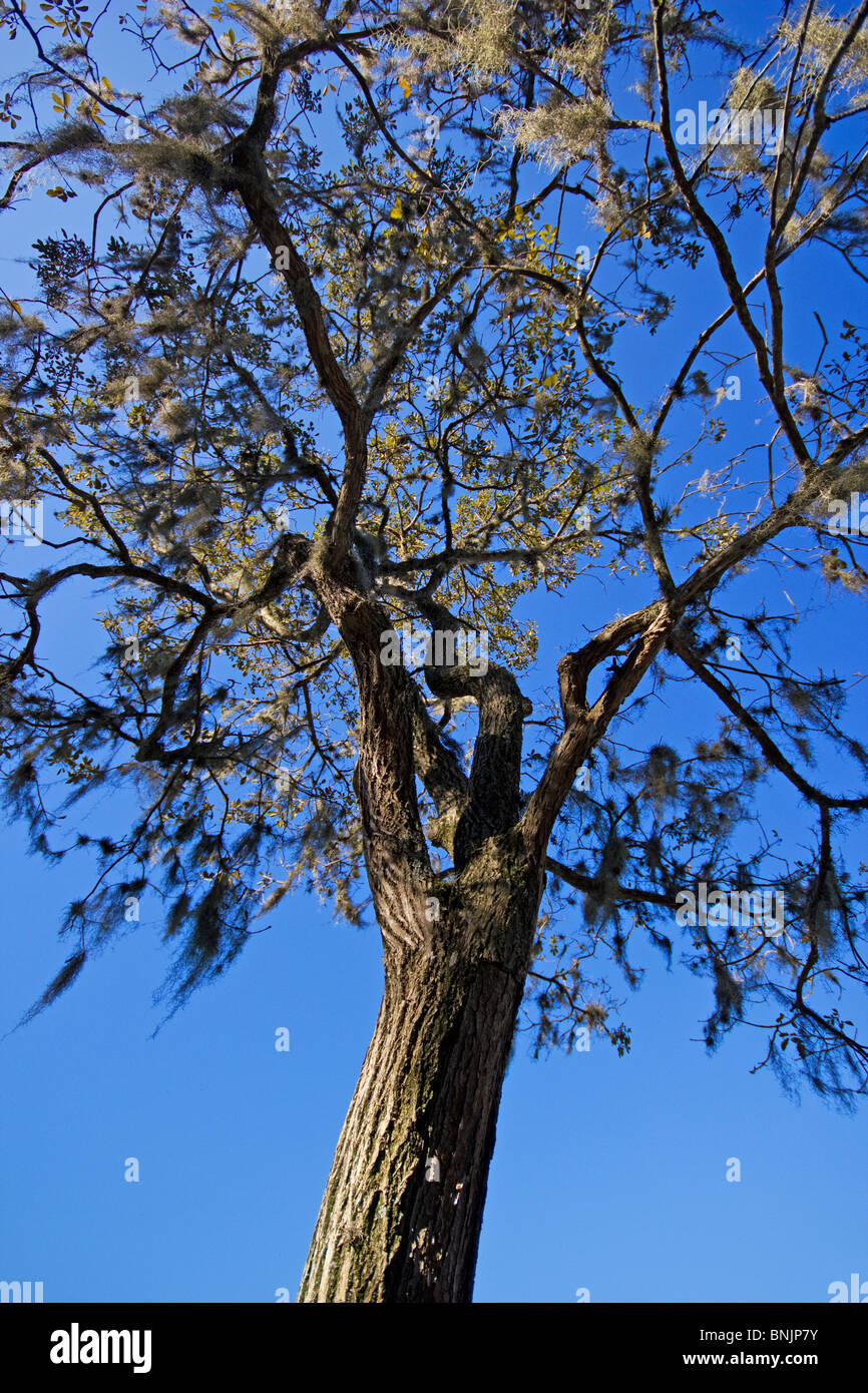 Canopy forest low angle trunk twisted hi-res stock photography and ...