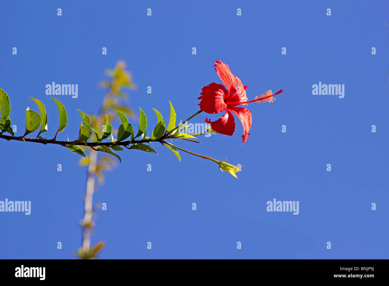 Close-up of hibiscus flower on blue sky Stock Photo