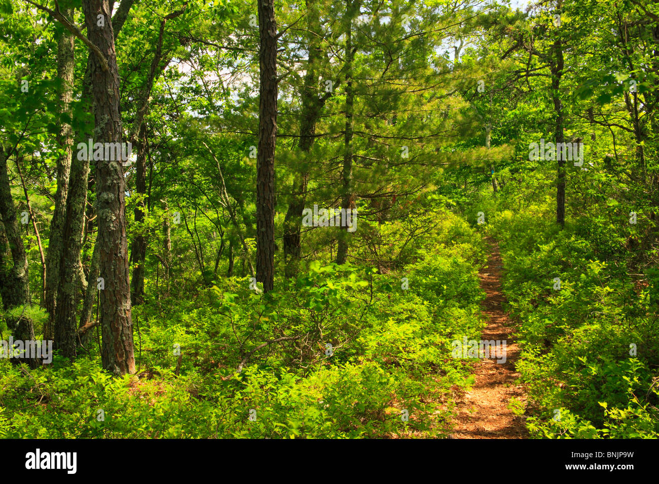 North Fork Mountain Trail, Franklin, West Virginia, USA Stock Photo Alamy