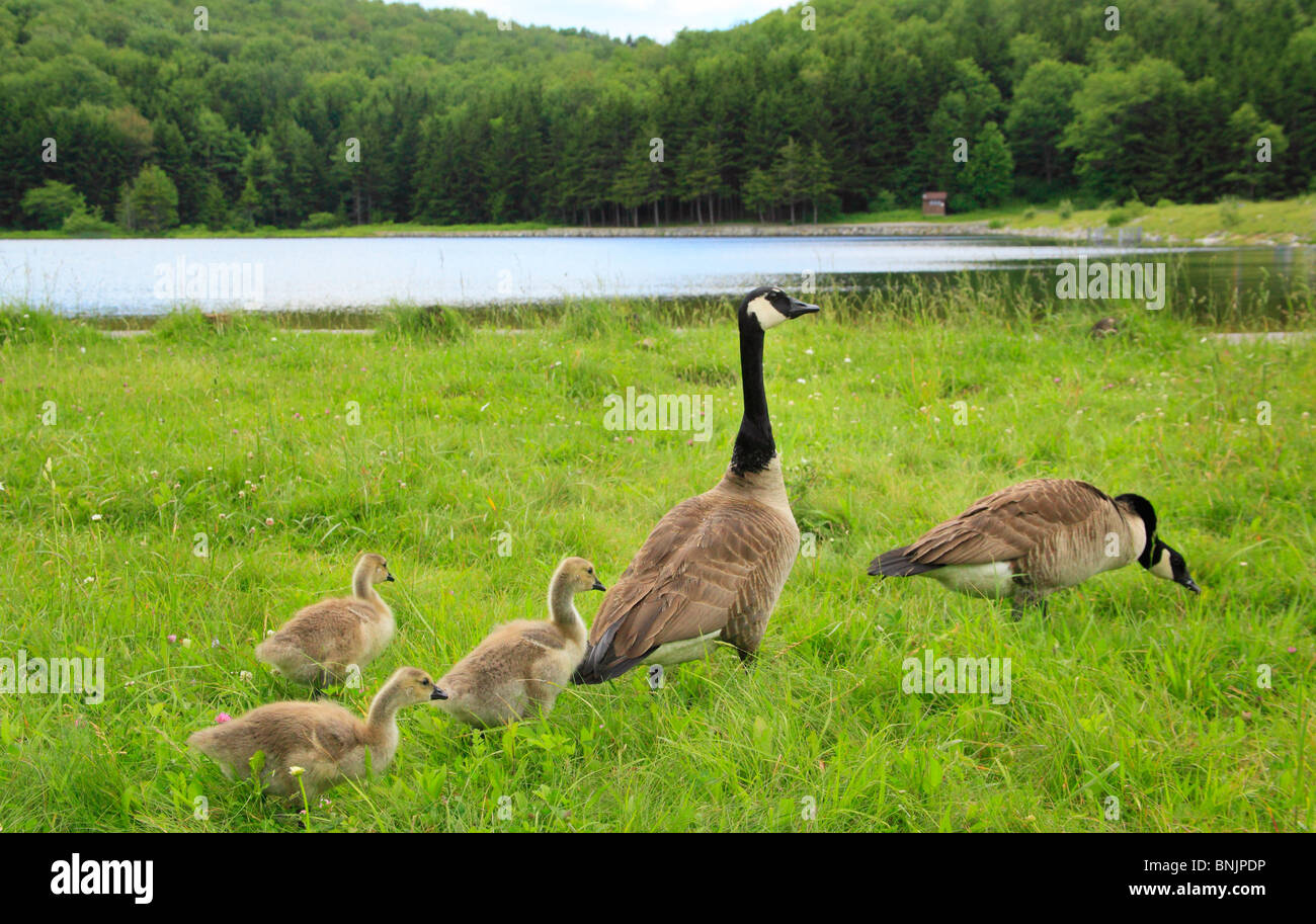 Family of Canadian Geese at Spruce Knob Lake, Spruce Knob-Seneca Rocks National Recreation Area, Judy Gap, West Virginia, USA Stock Photo