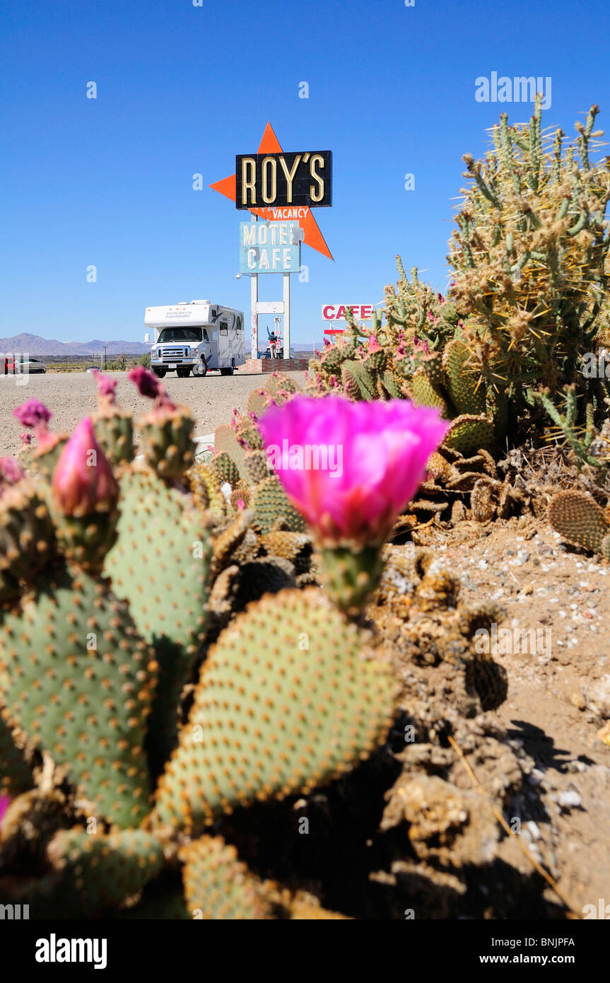 Cactus flower Roadbear RV Camper caravan Roy's Motel & Cafe village Amboy old Route 66 California USA America North America Stock Photo