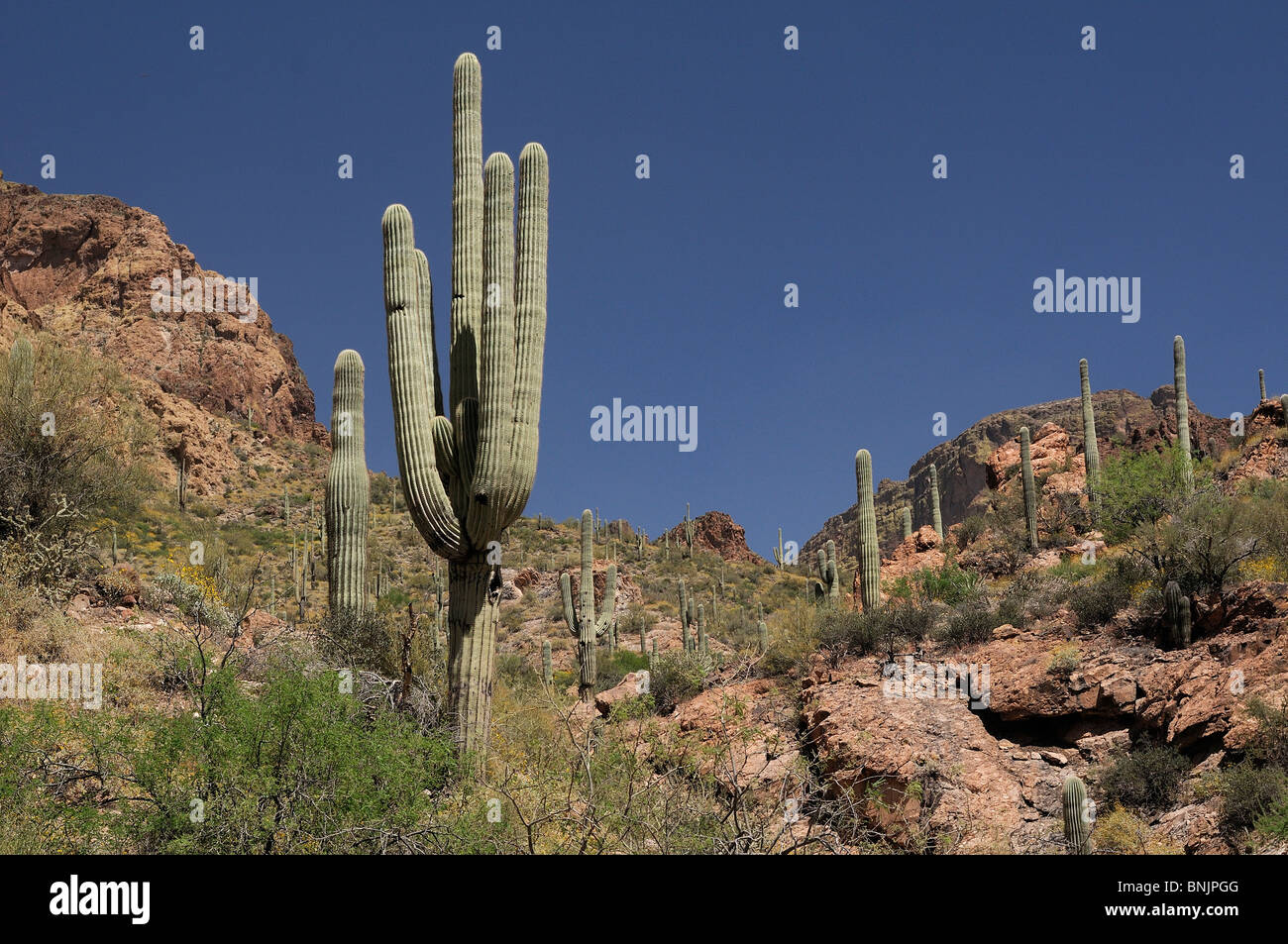 Saguaros cactus cacti along Apache Trail near Tortilla Flats Arizona USA America North America travel landscape nature blue sky Stock Photo