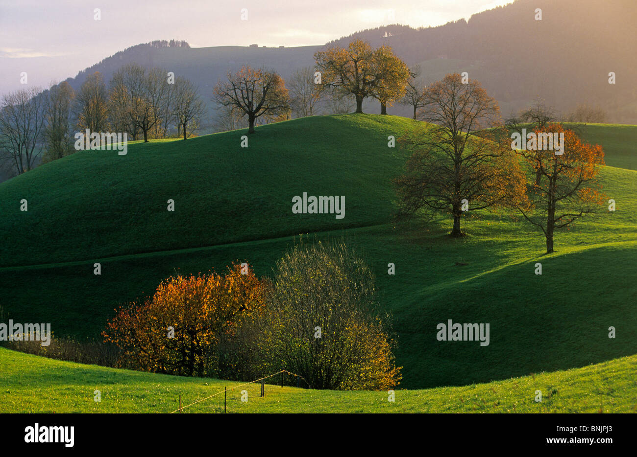 Menzingen Switzerland Canton of Zug feature trees autumnal autumn meadow Landscape scenery nature hills dusk Stock Photo
