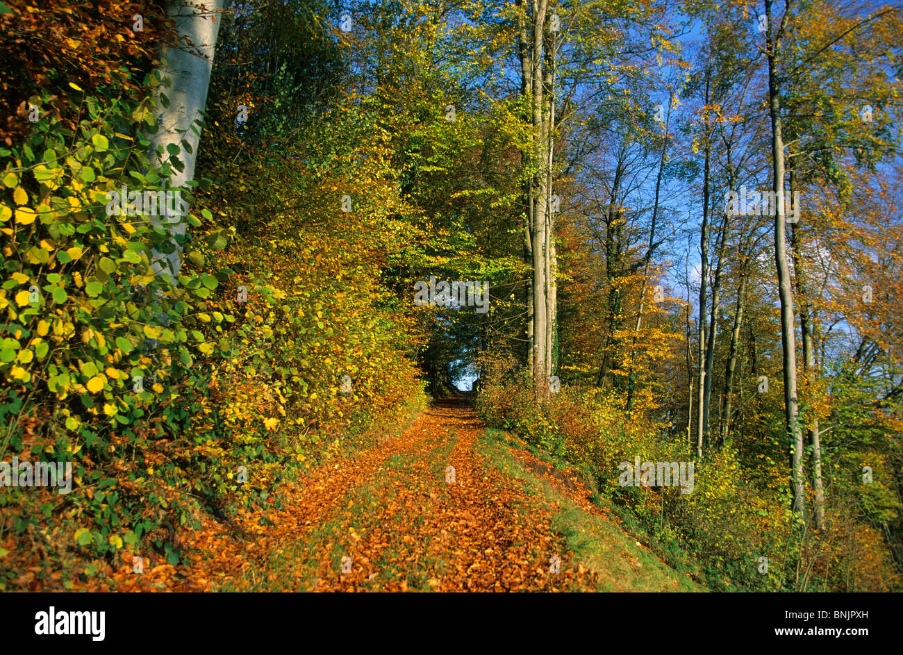 Thal Switzerland Canton of St. Gallen way forest autumn foliage leaves ...