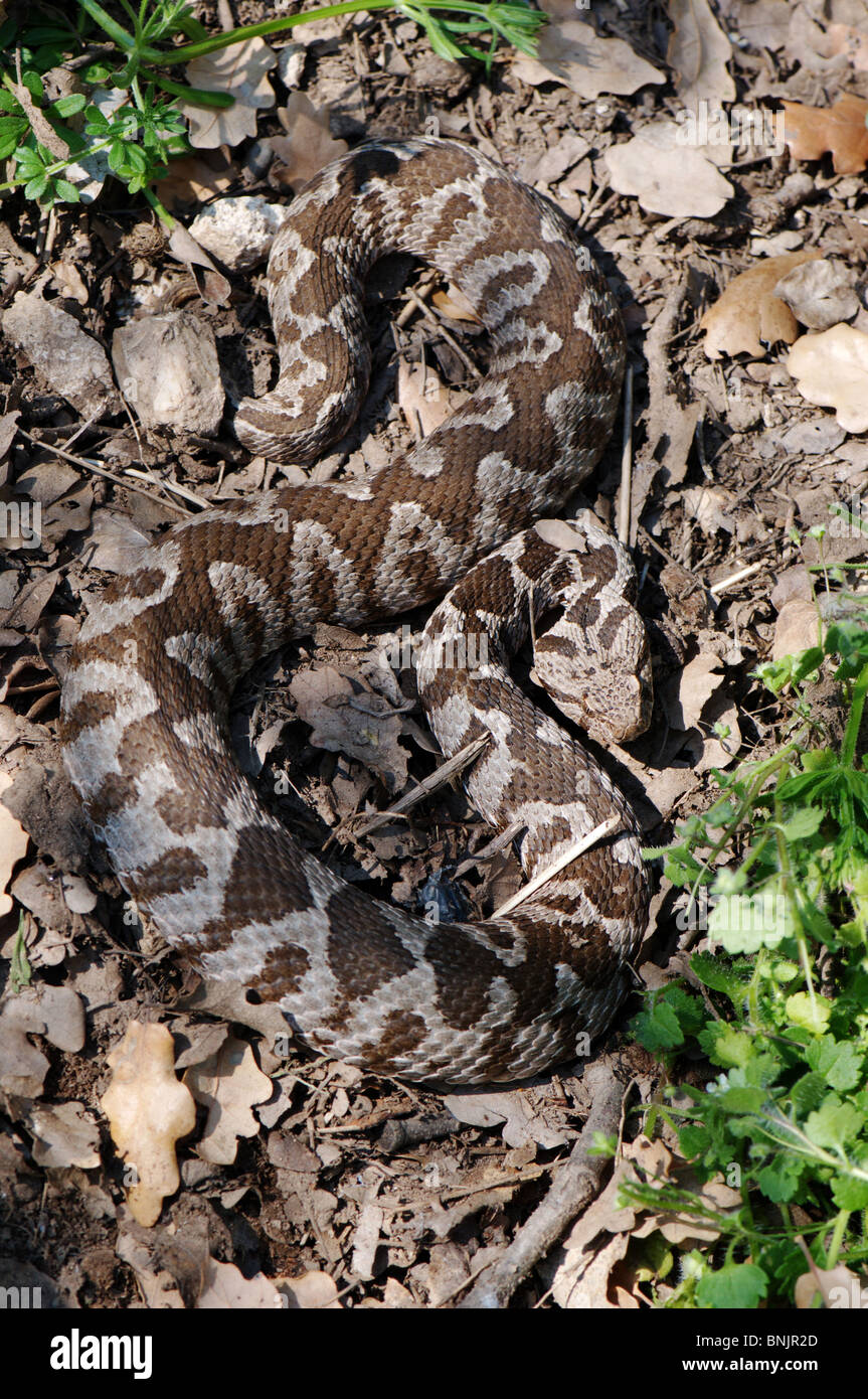Viper vipers adder adders Ottoman viper Montivipera xanthina snake