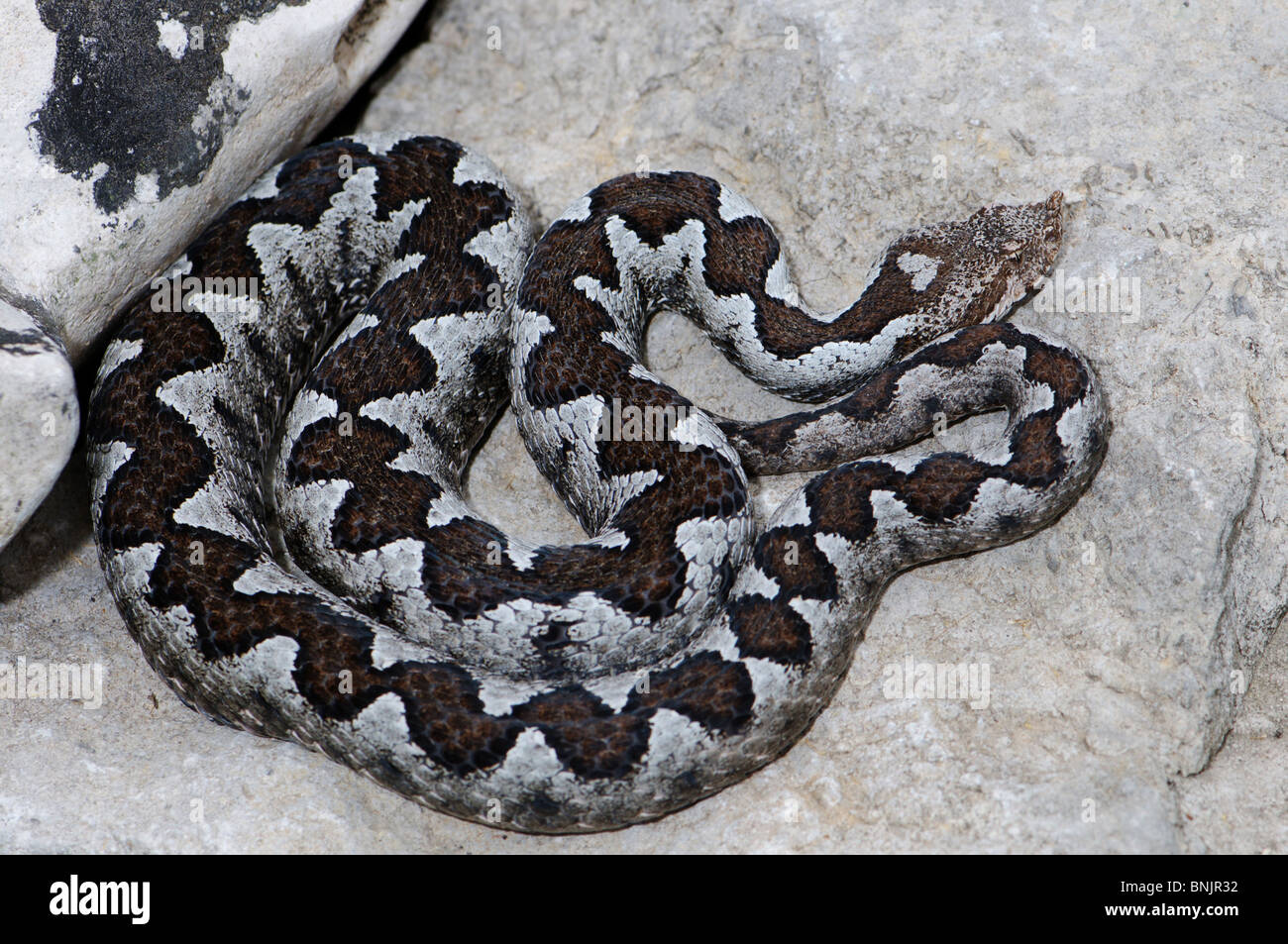 https://c8.alamy.com/comp/BNJR32/viper-vipers-adder-adders-nose-horned-viper-vipera-ammodytes-snake-BNJR32.jpg