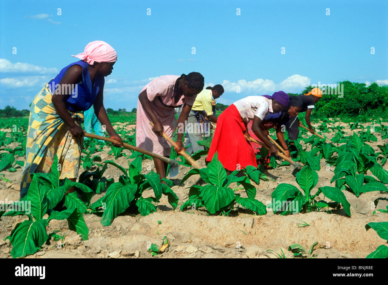 African men and women hoeing amid rows of tobacco plants on plantation in Zimbabwe Stock Photo