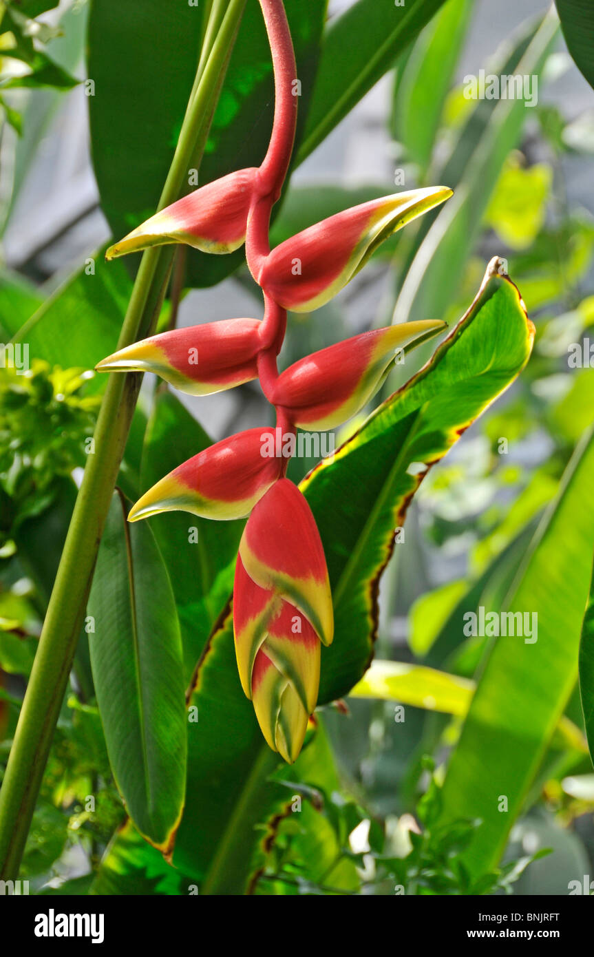 Lobster claw Heliconia rostrata Stock Photo Alamy