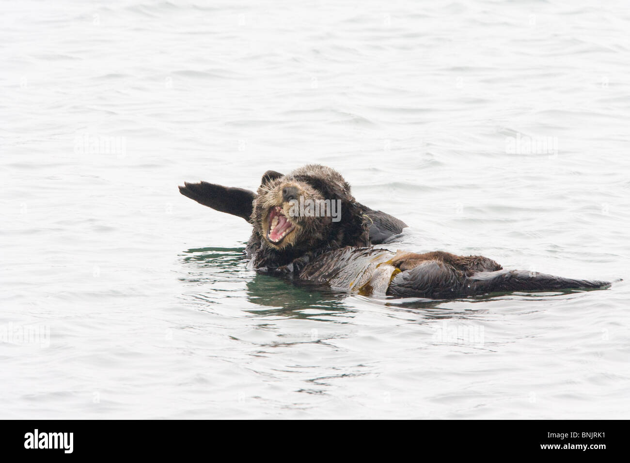 Sea Otter Yawning Stock Photo