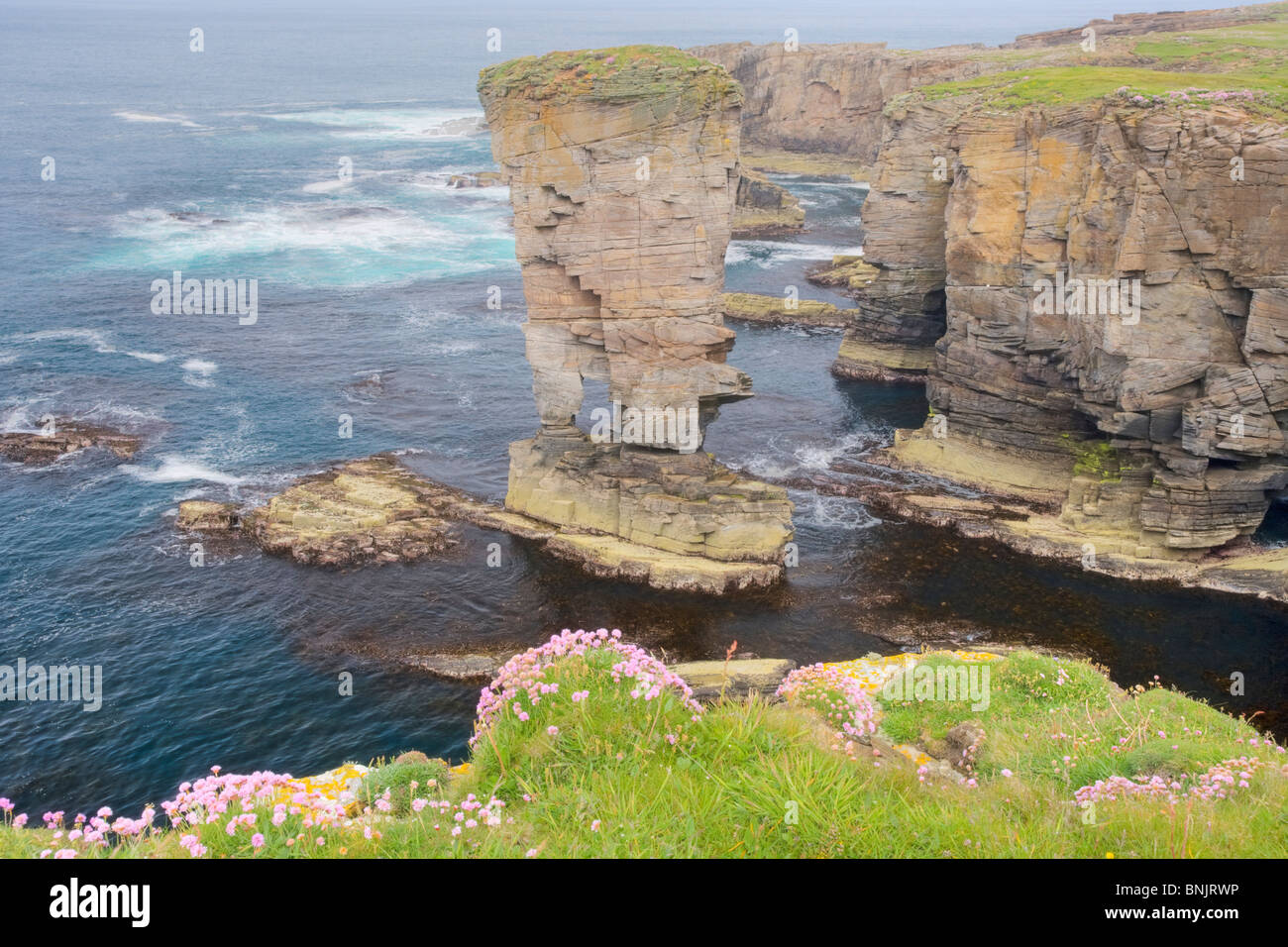 Sea stack Yesnaby Castle and cliffs Orkney Mainland LA005103 Stock Photo