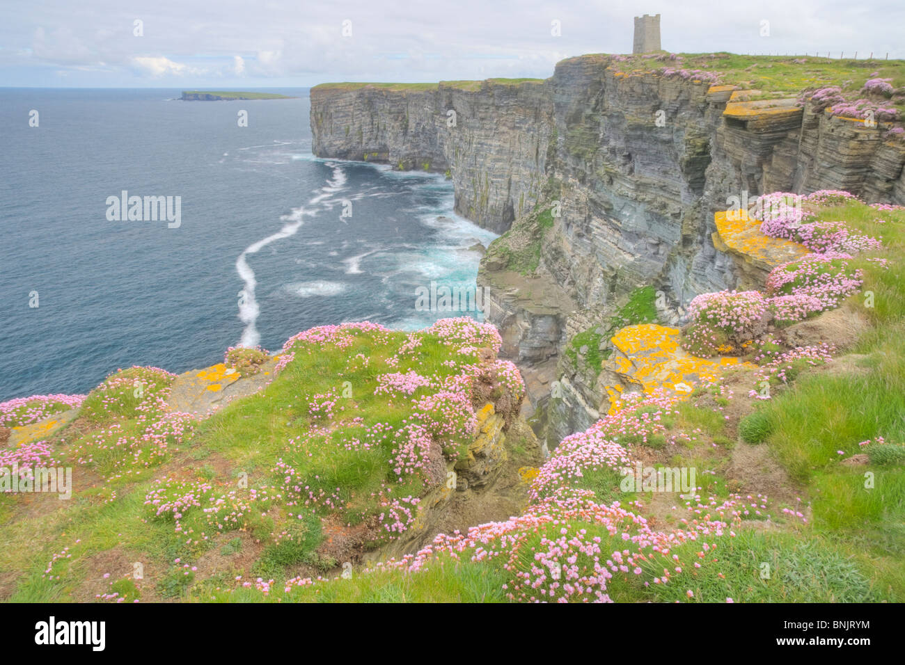 Thrift covered cliffs Armeria maritima Marwick Head RSPB reserve Building is Kitchener memorial Mainland Orkney LA005242 Stock Photo