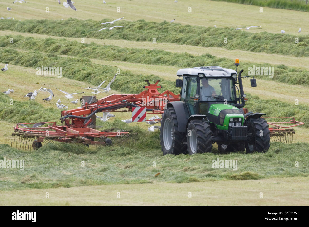 Tractor raking grass for silage harvesting Orkney Mainland LA005333