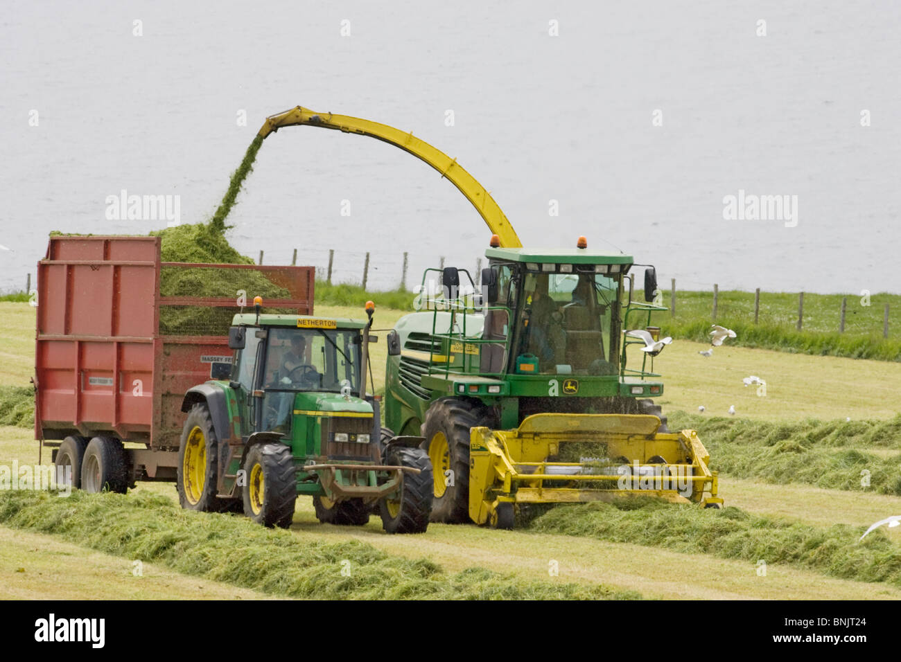 Harvesting grass for silage Orkney Mainland LA005339 Stock Photo