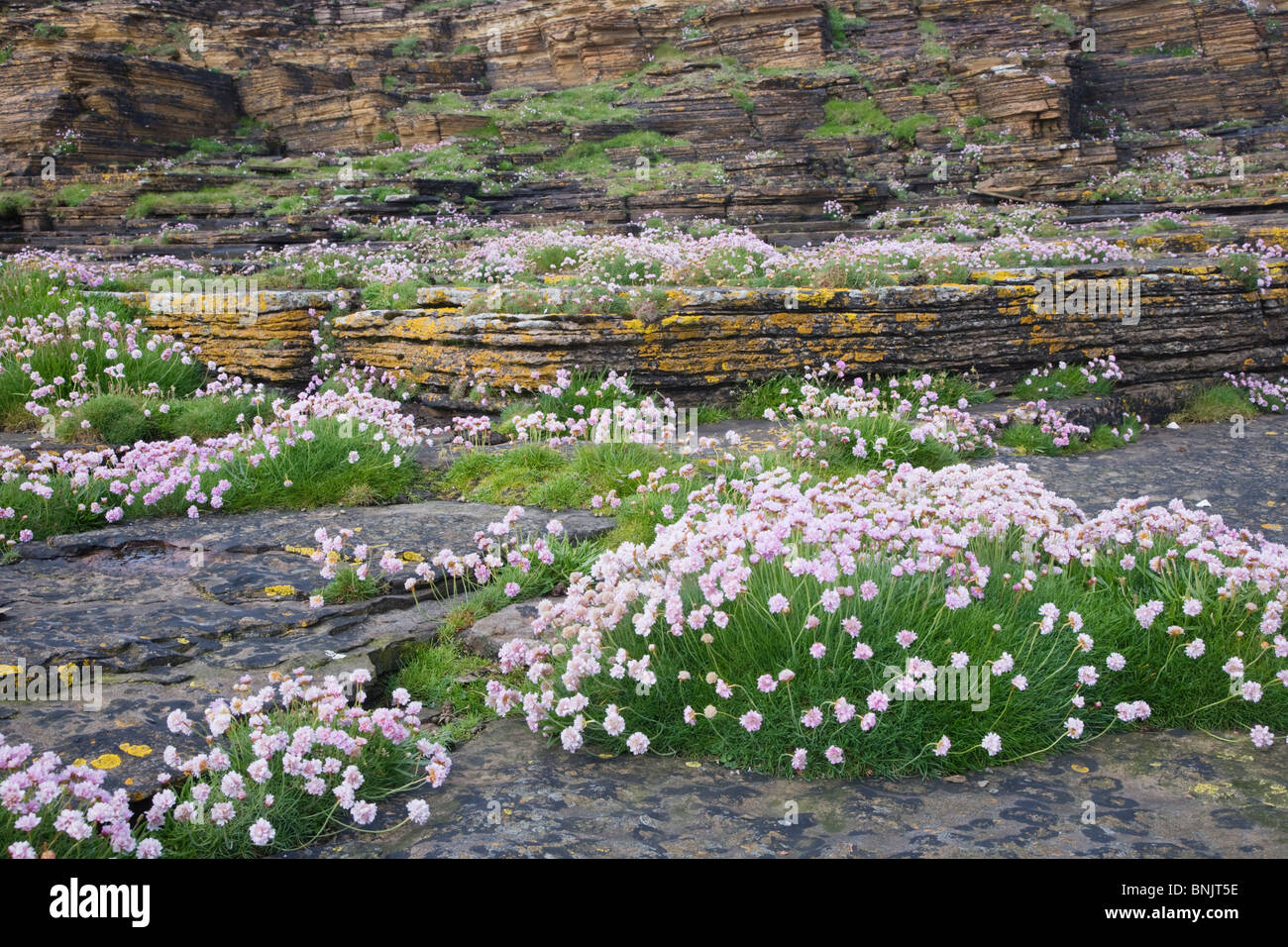 Coastal Plants Uk Stock Photos & Coastal Plants Uk Stock Images Alamy