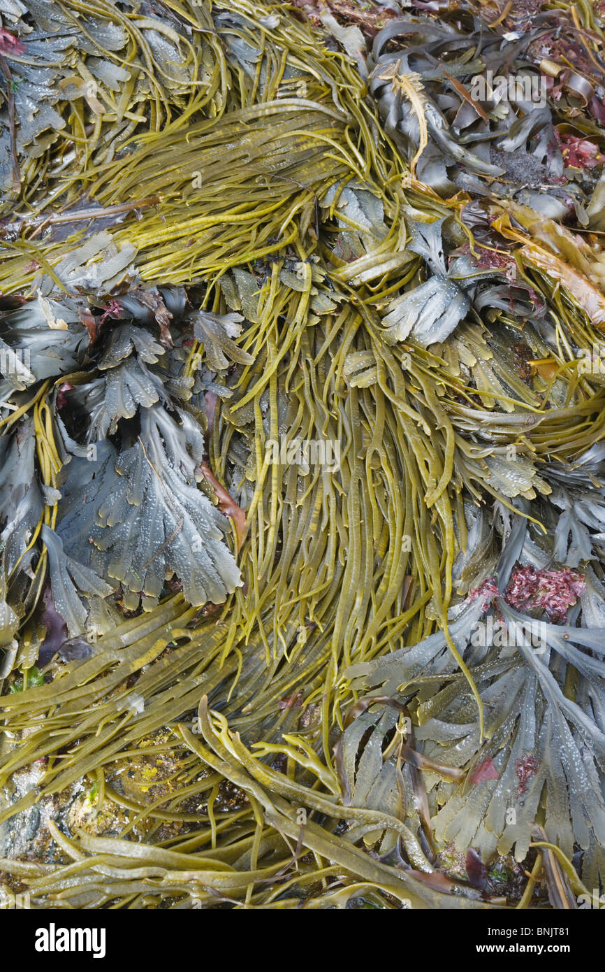 Thongweed and Toothed Wrack seaweeds Himanthalia elongata & Fucus serratus at low tide Orkney PL002111 Orkne Stock Photo