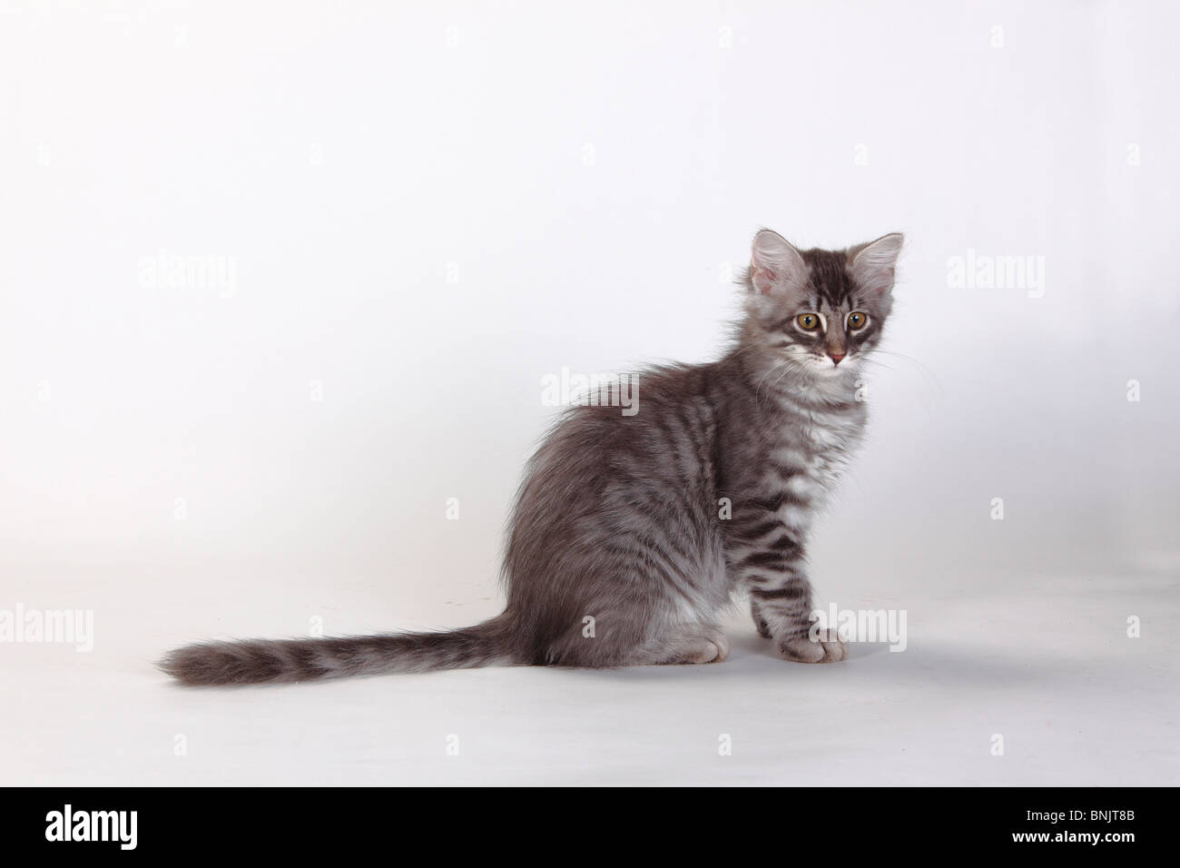Siberian Forest Cat, kitten, 3 months, blue-silver-tabby / Siberian Cat, Siberia, side Stock Photo
