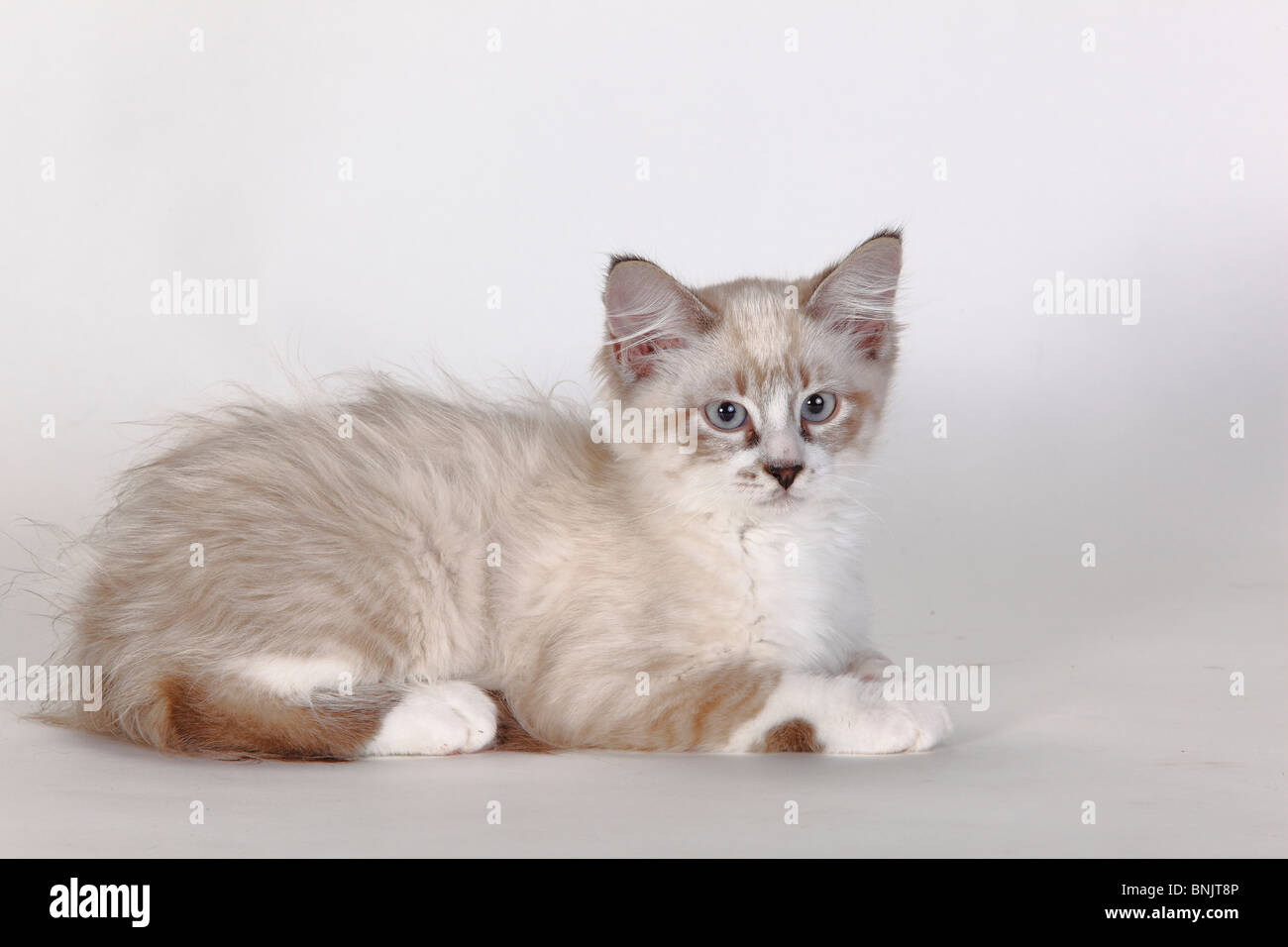Neva Masquarade, kitten, 3 months / Siberian Forest Cat, Siberian Cat, Siberia, Neva Masquerade, side Stock Photo