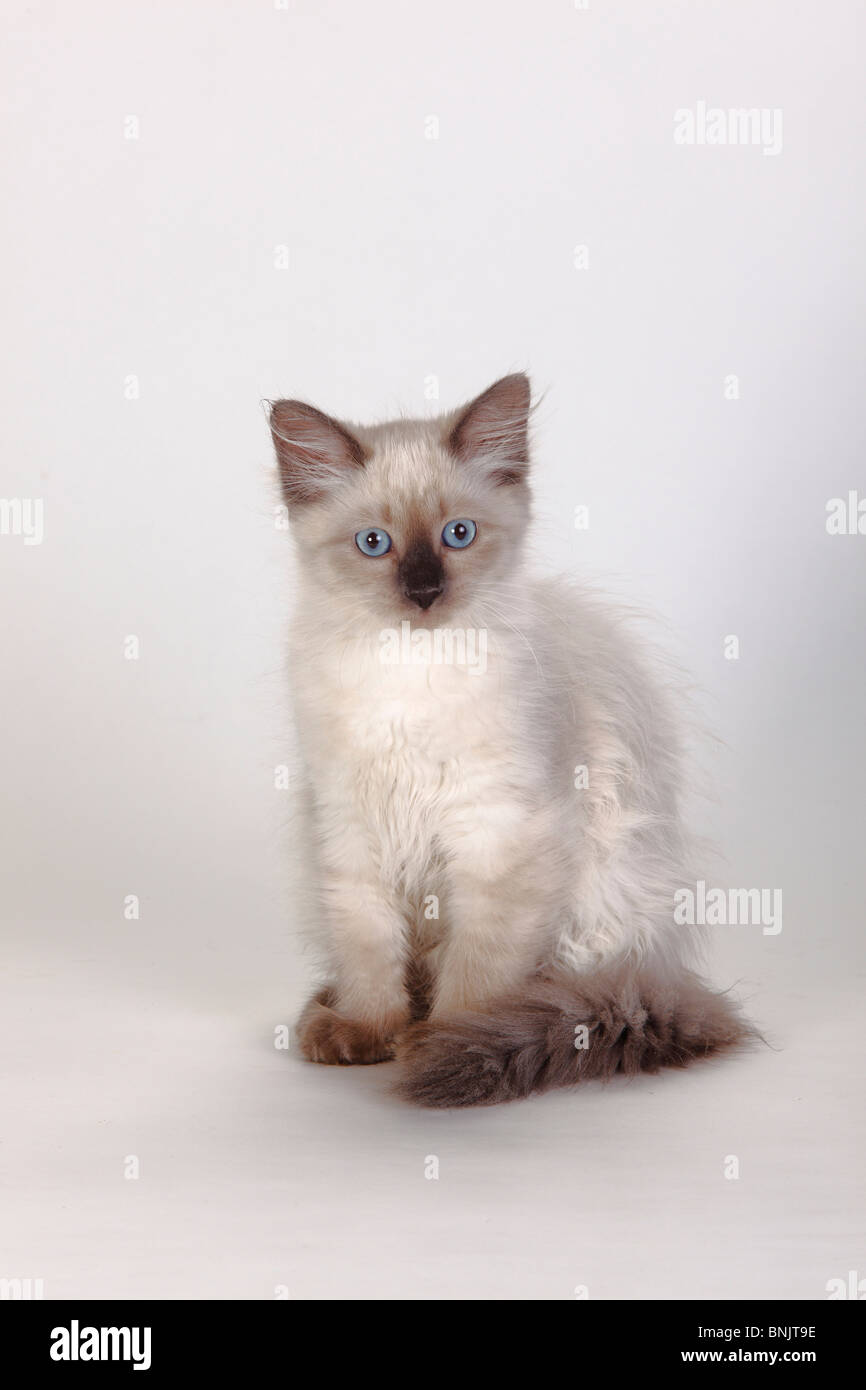 Neva Masquarade, kitten, 3 months / Siberian Forest Cat, Siberian Cat, Siberia, Neva Masquerade Stock Photo