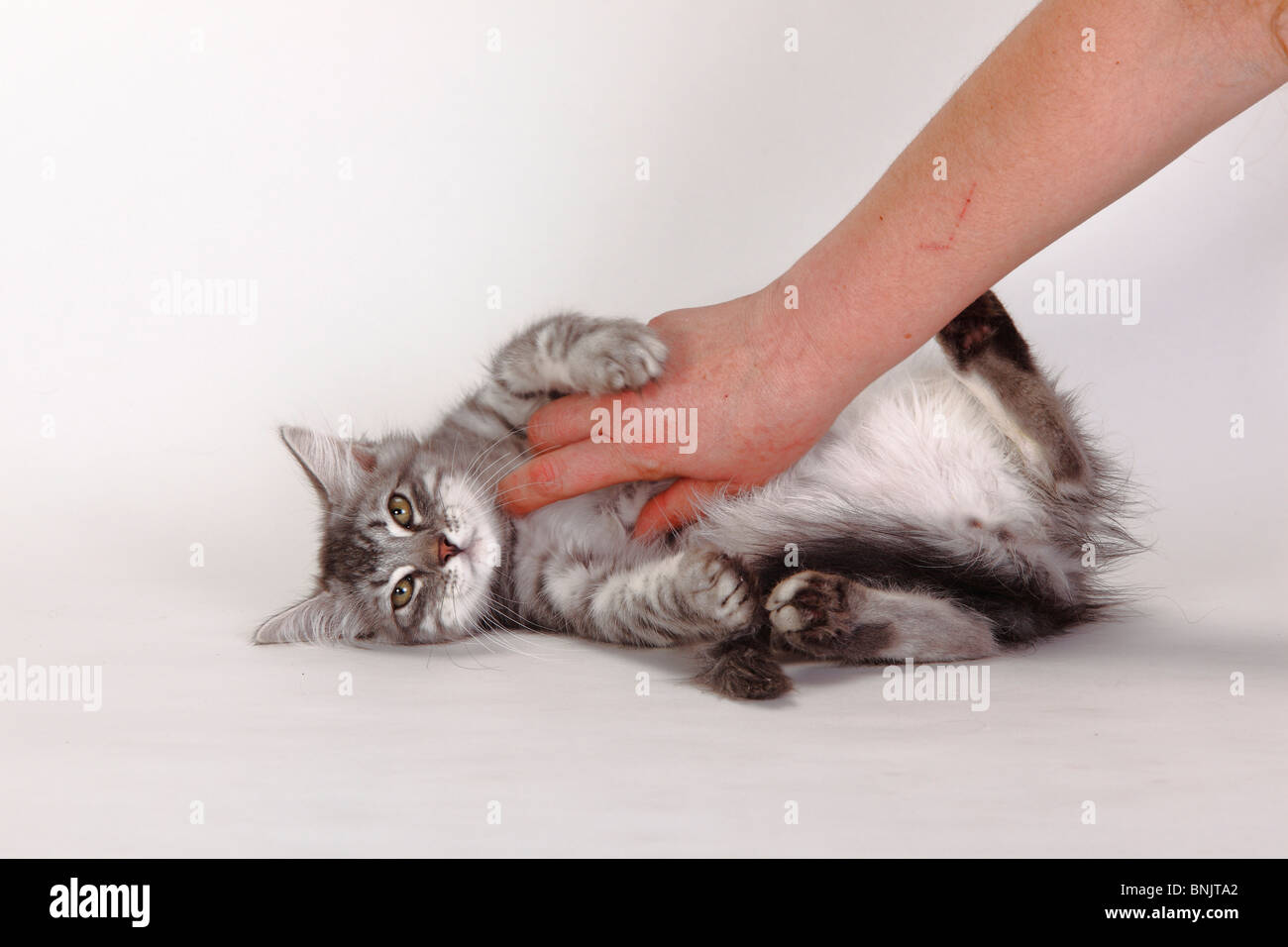 Siberian Forest Cat, kitten, 3 months, blue-silver-tabby, being caressed / Siberian Cat, Siberia Stock Photo