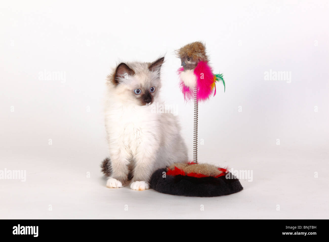 Neva Masquarade, kitten, 8 weeks / Siberian Forest Cat, Siberian Cat, Siberia, Neva Masquerade, toy Stock Photo