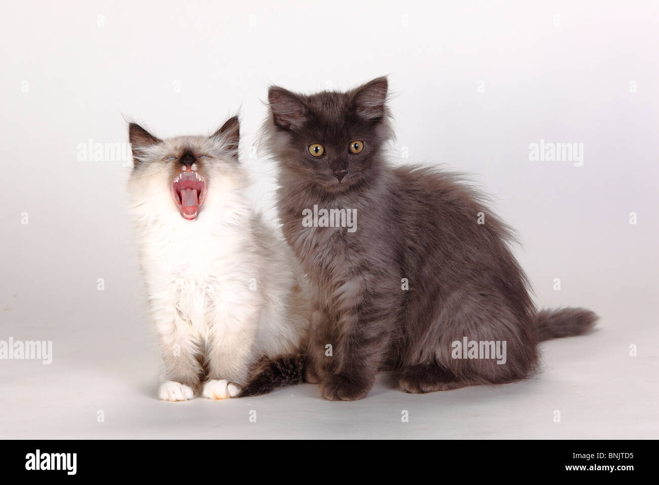 Neva Masquarade, kitten, 8 weeks, and Siberian Forest Cat, kitten, 3 months / Siberian Cat, Siberia, Neva Masquerade Stock Photo