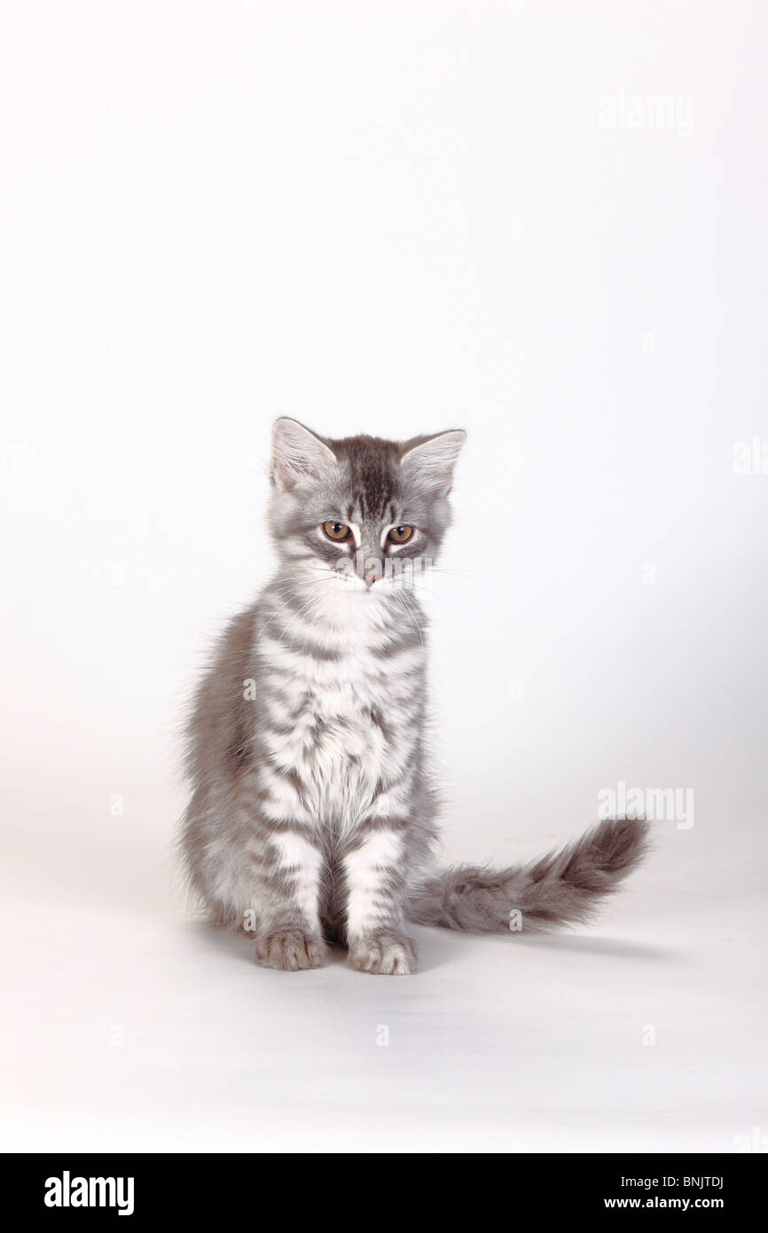 Siberian Forest Cat, kitten, 3 months, blue-silver-tabby / Siberian Cat, Siberia Stock Photo