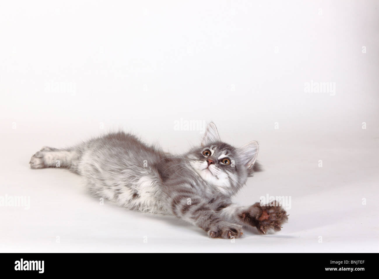 Siberian Forest Cat, kitten, 3 months, blue-silver-tabby / Siberian Cat, Siberia Stock Photo