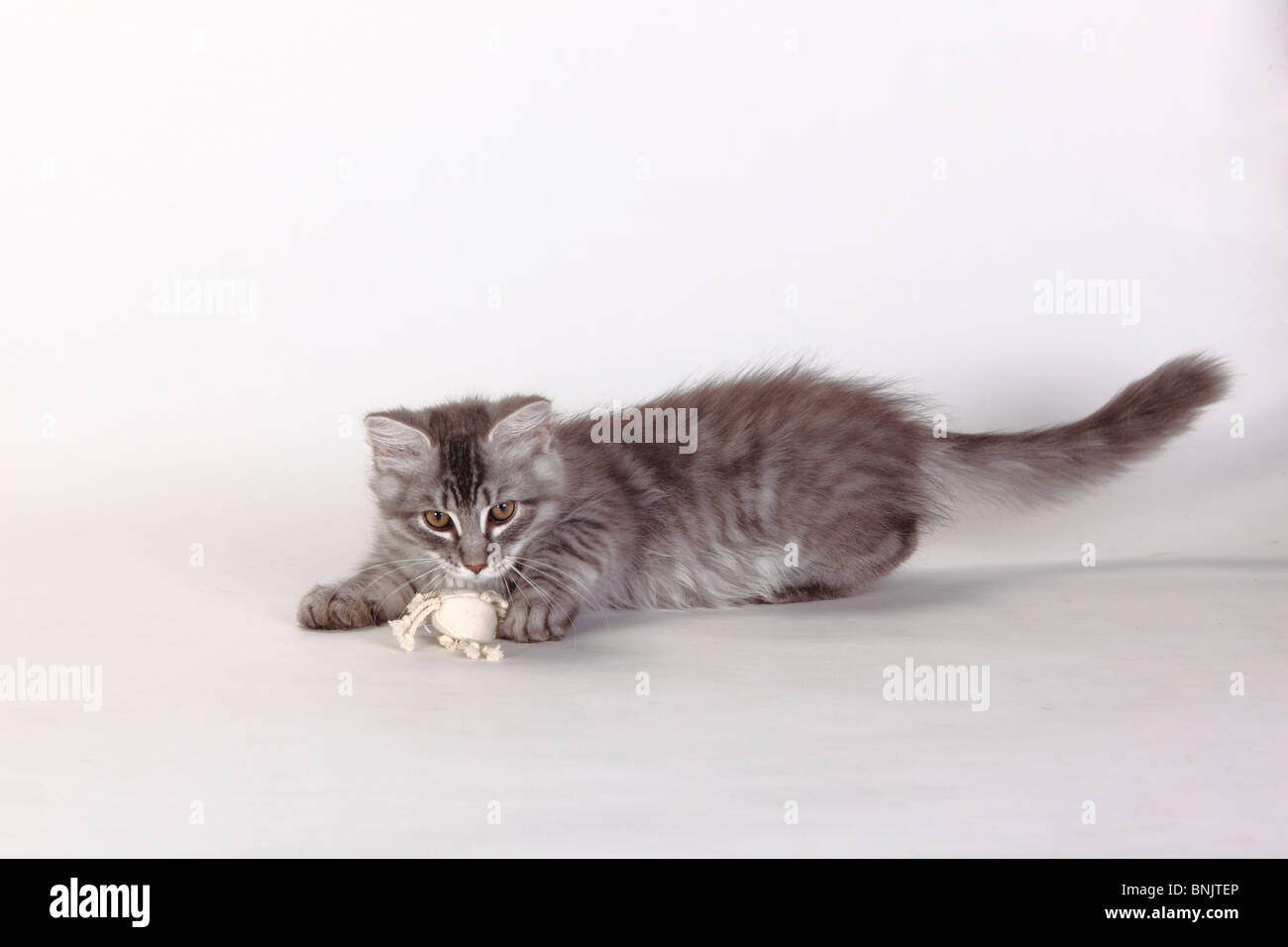 Siberian Forest Cat, kitten, 3 months, blue-silver-tabby / Siberian Cat, Siberia Stock Photo