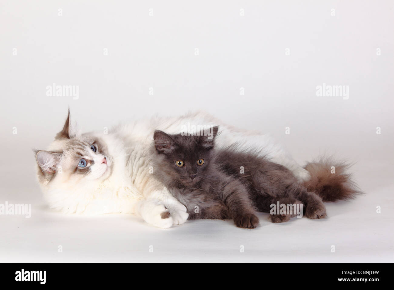 Neva Masquarade, tomcat, and Siberian Forest Cat, kitten, 3 months / Siberian Cat, Siberia, Neva Masquerade Stock Photo