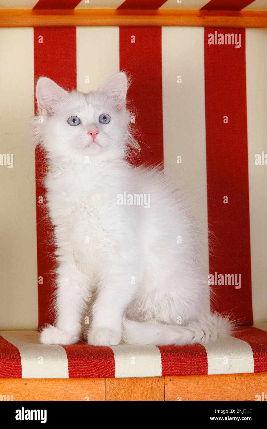 Siberian Forest Cat, kitten, 3 months, white / Siberian Cat, Siberia Stock Photo