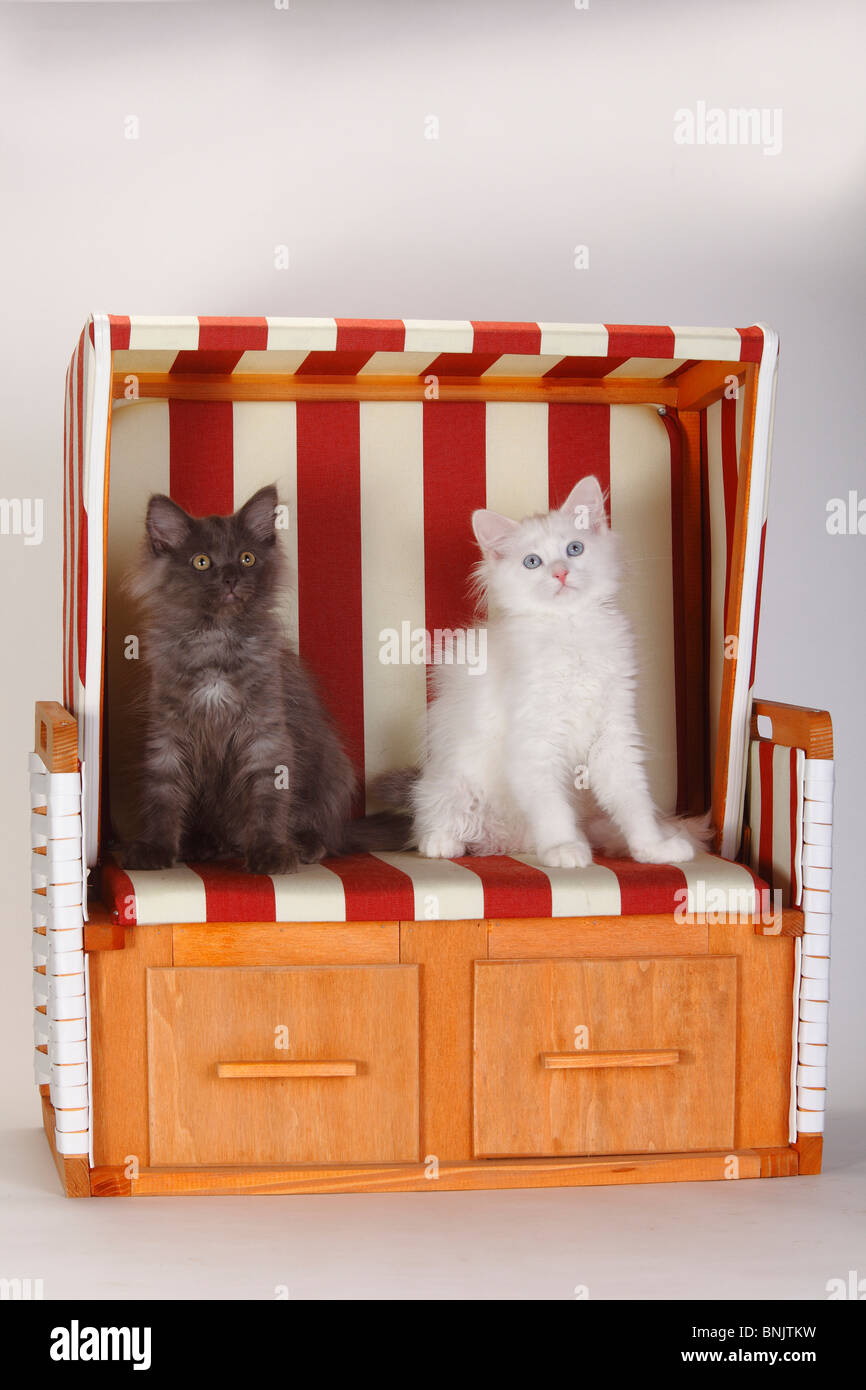Siberian Forest Cat, kittens, 3 months, white and blue-silver / Siberian Cat, Siberia, beach chair Stock Photo