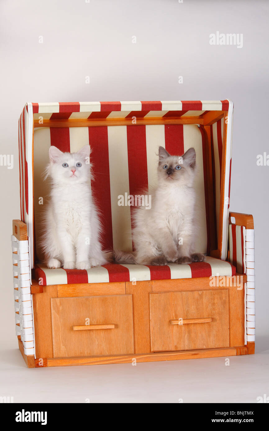 Neva Masquarade and Siberian Forest Cat, kittens, 3 months / Siberian Cat, Siberia, Neva Masquerade, beach chair Stock Photo