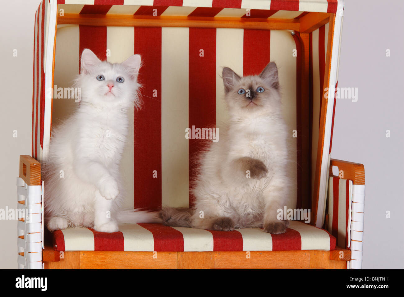 Neva Masquarade and Siberian Forest Cat, kittens, 3 months / Siberian Cat, Siberia, Neva Masquerade, beach chair, lifting paw Stock Photo