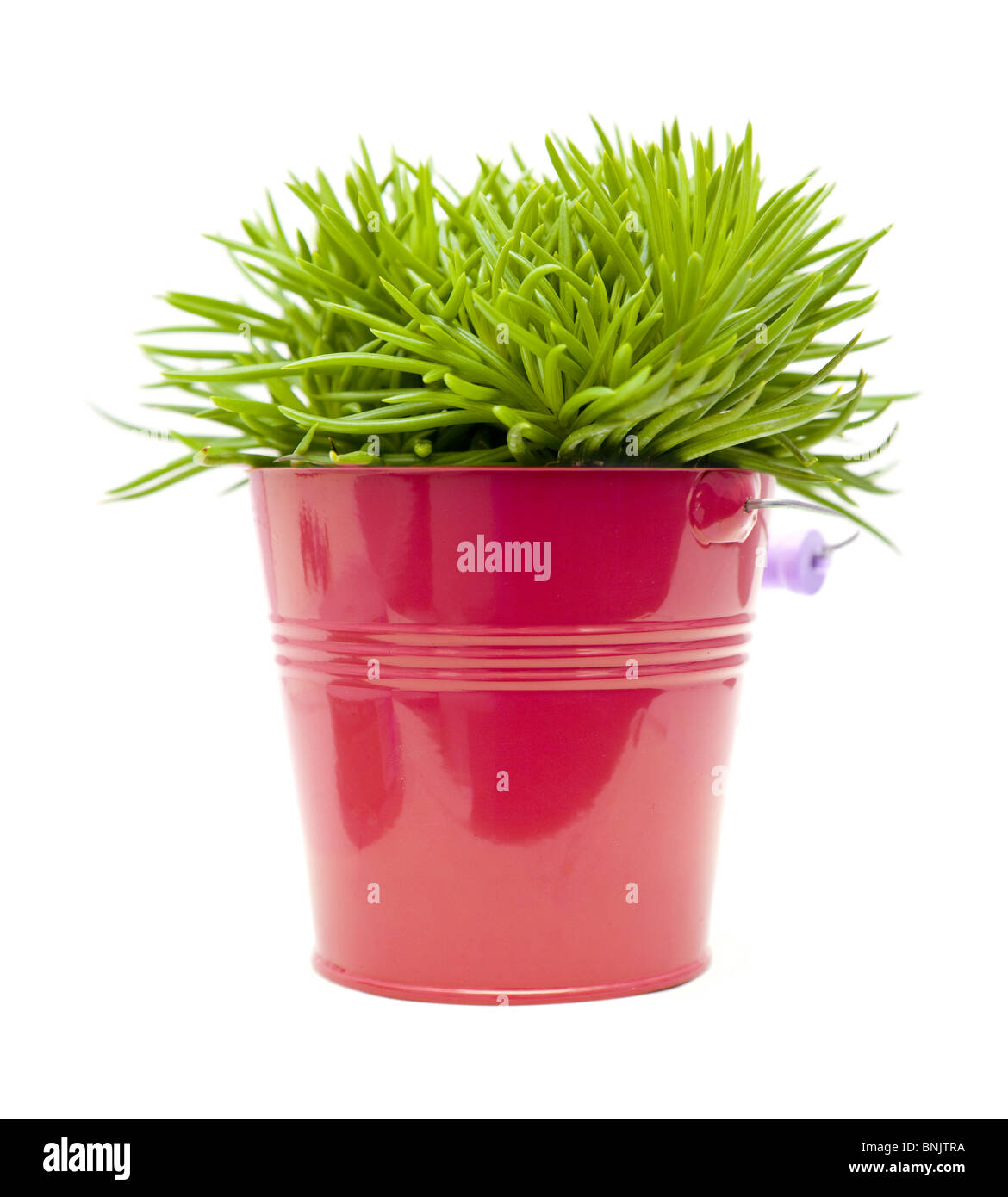 succulent bush senecio plant; in bright pink ornamental bucket, Stock Photo