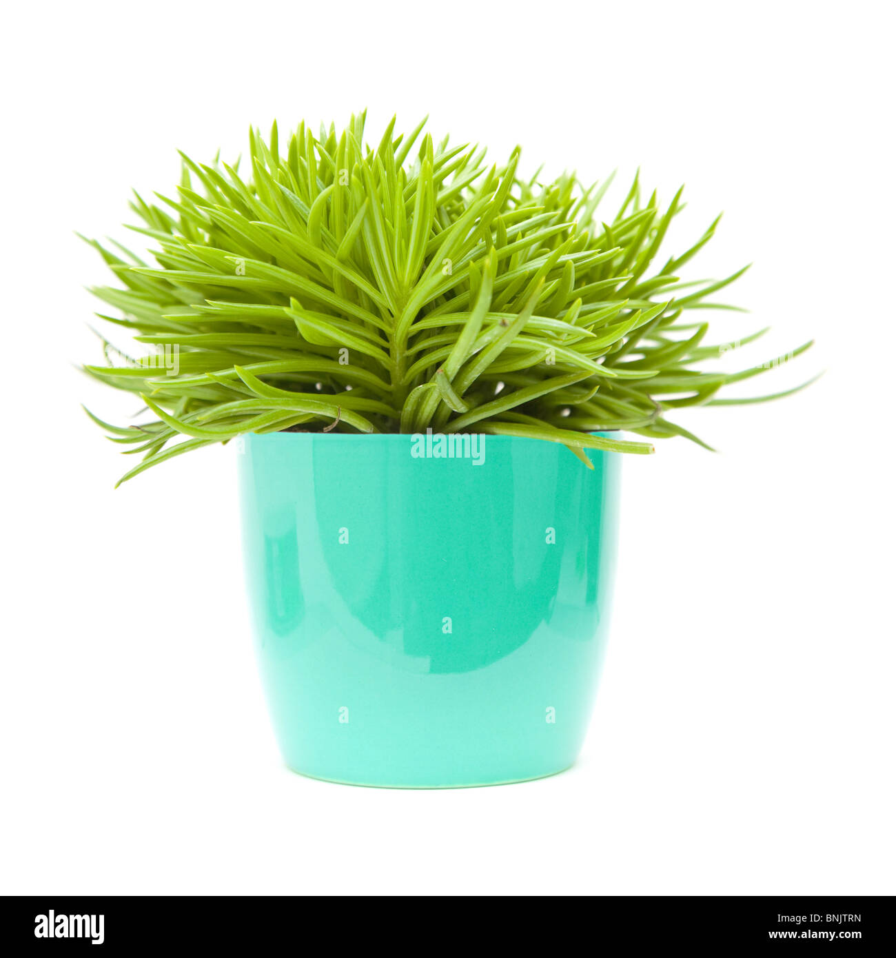succulent bush senecio plant; in bright blue ornamental pot; isolated on white, Stock Photo