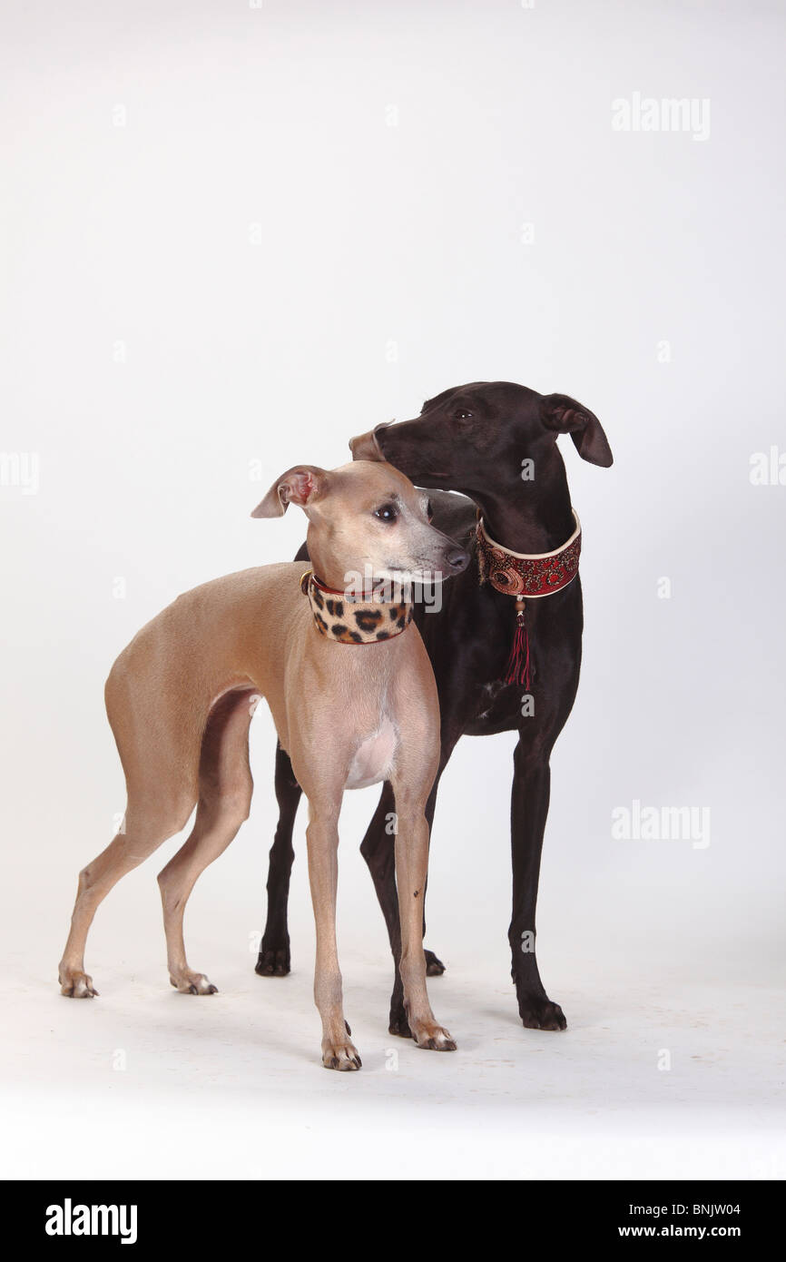 Italian Greyhounds / Piccolo Levriero Italiano, collar Stock Photo - Alamy