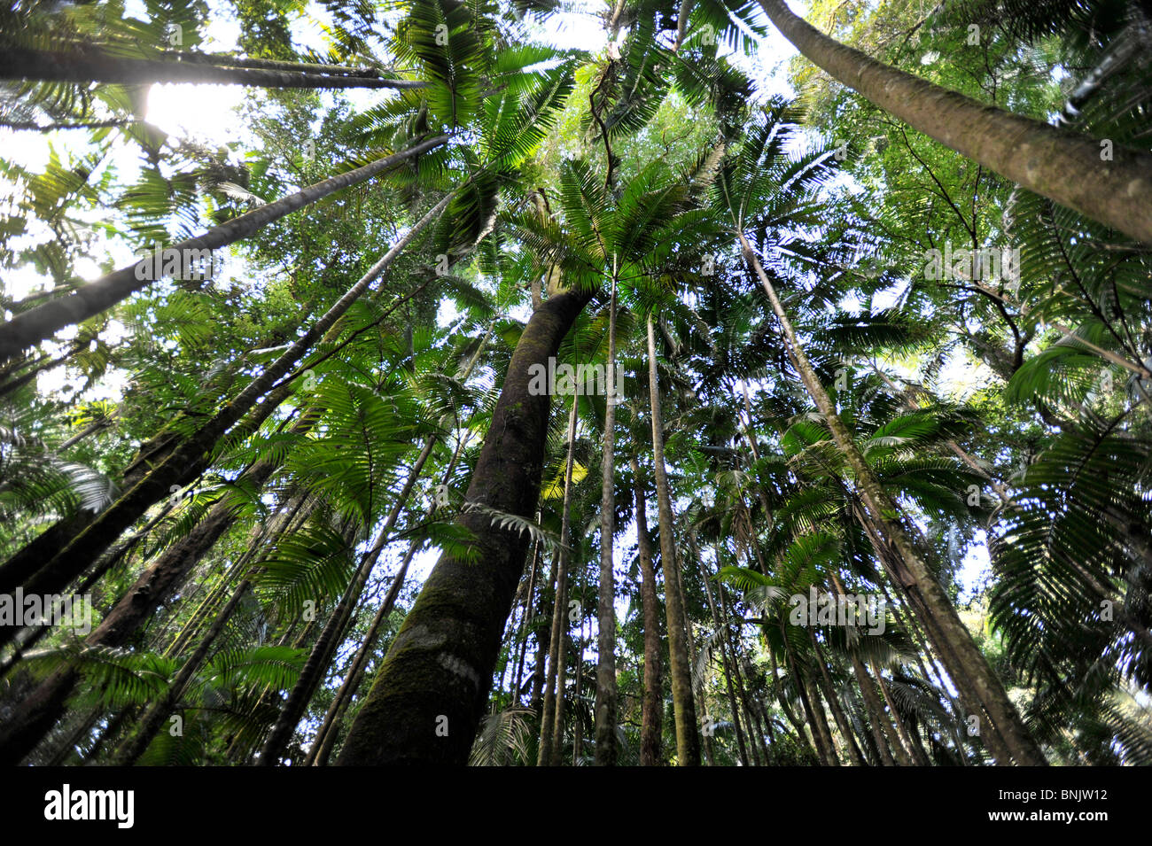 Rain-forest trees Australia Stock Photo