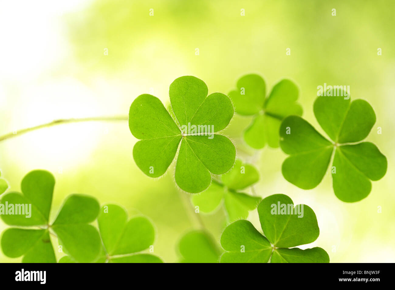 Three leaf clovers for backgrounds Stock Photo