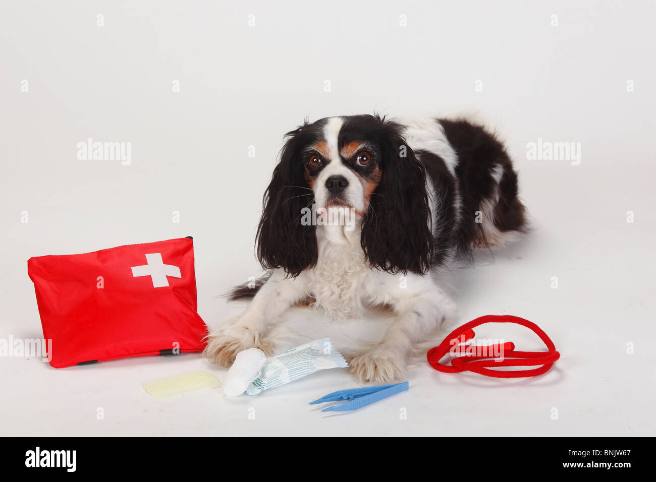 Cavalier King Charles Spaniel, tricolour, with first aid kit for dogs Stock Photo