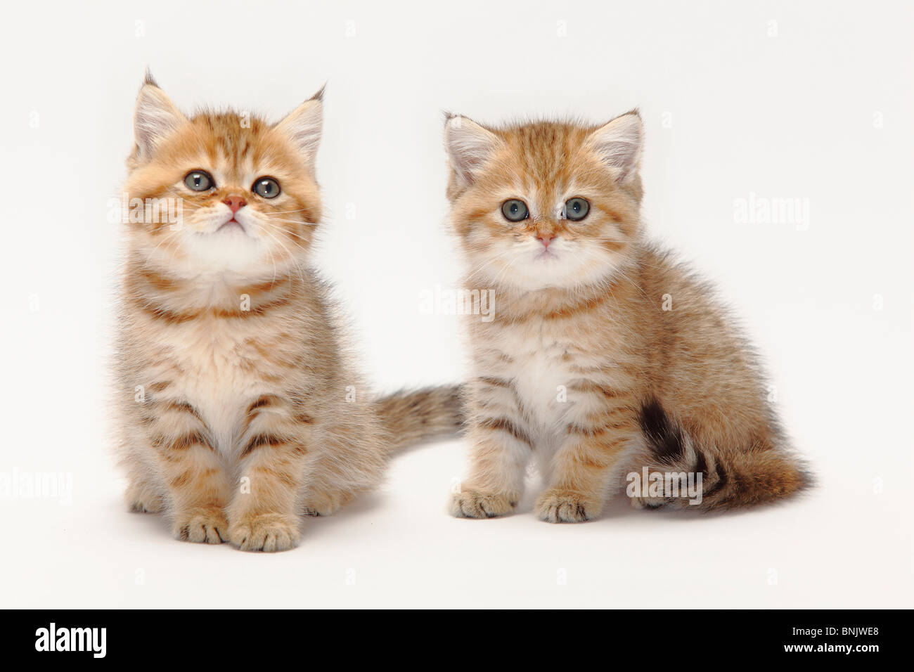 golden british longhair kittens for sale